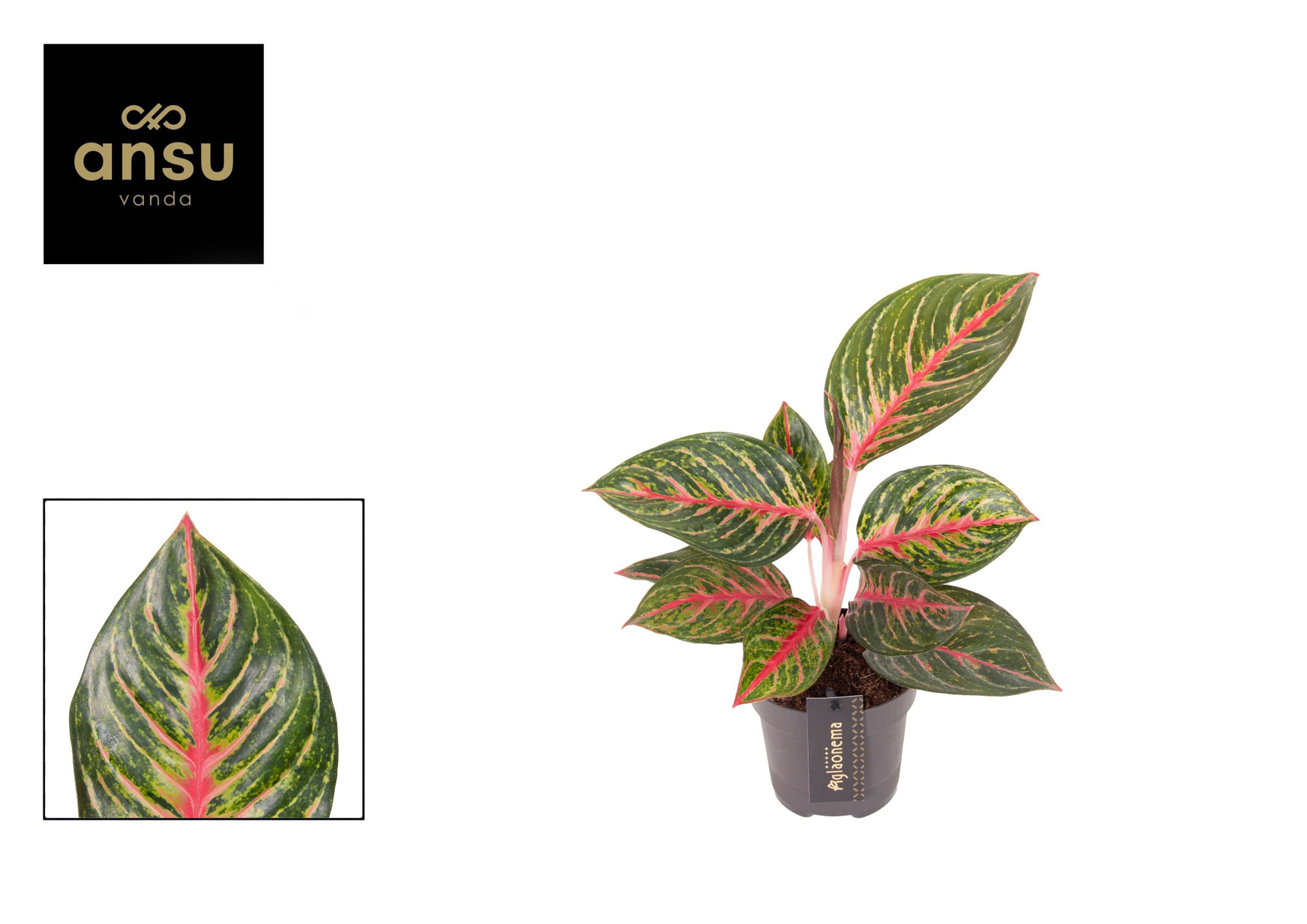 Aglaonema Olive Red, D 12 cm