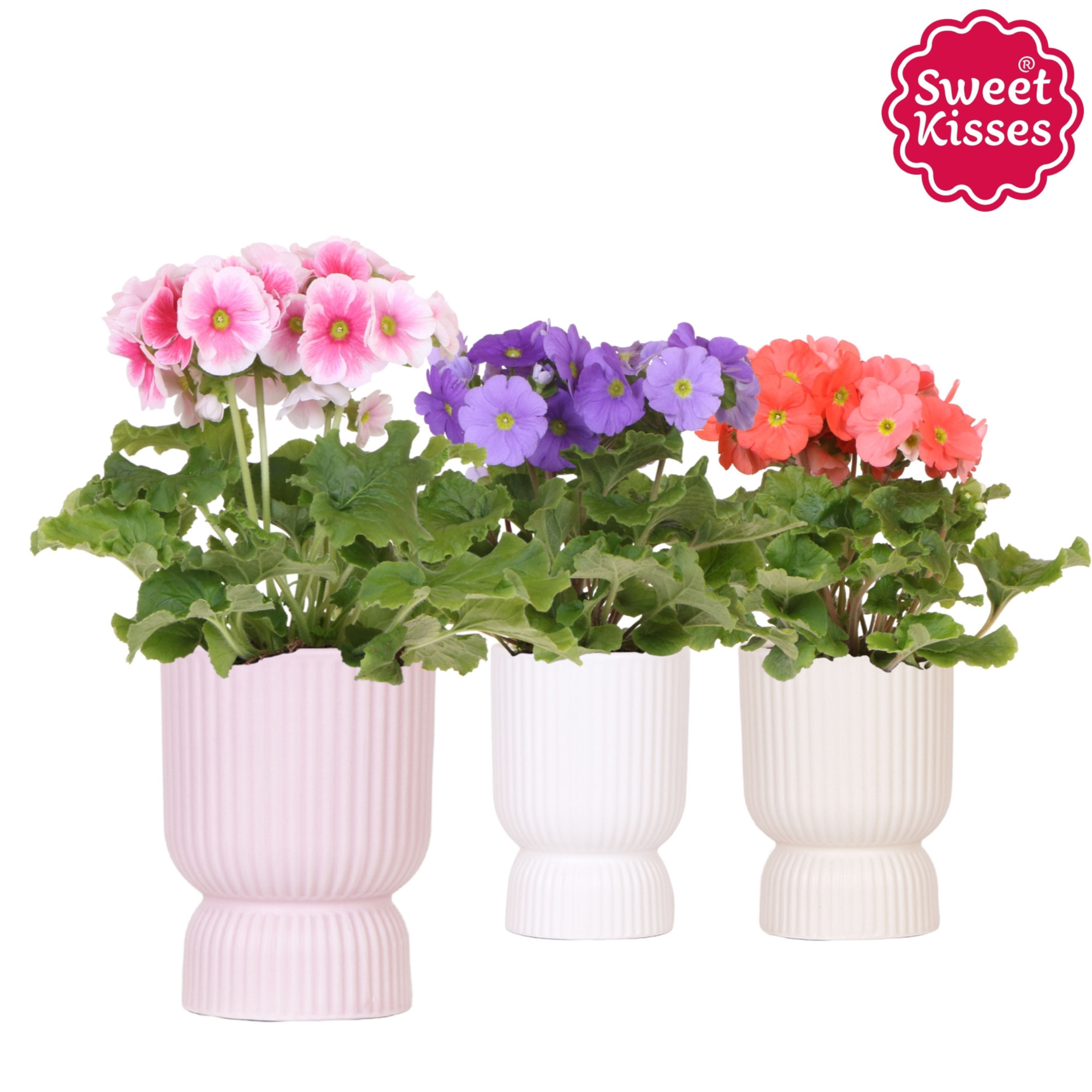 Primula Obconica Sweet Kisses mix in Diabolo pot mix, D 12