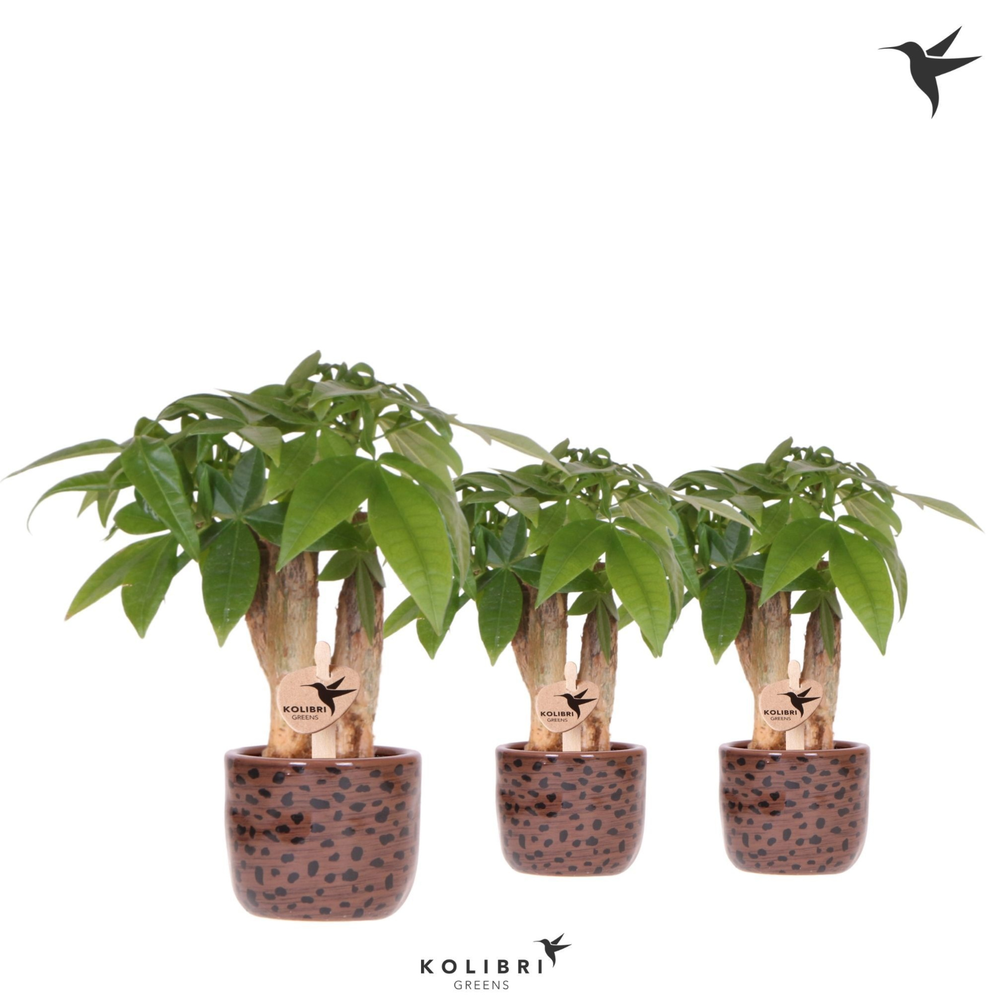 Kolibri Greens Pachira in Leopard pot, D 6