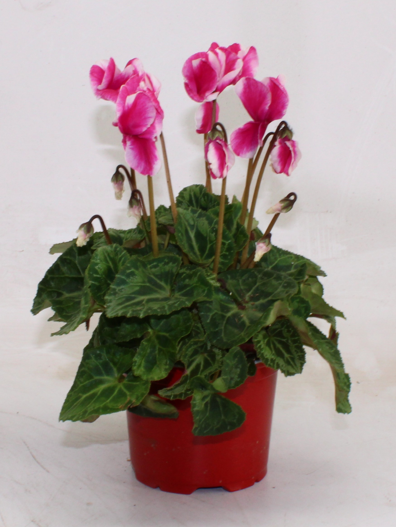 Cyclamen Abanico wine rood, D 12 cm