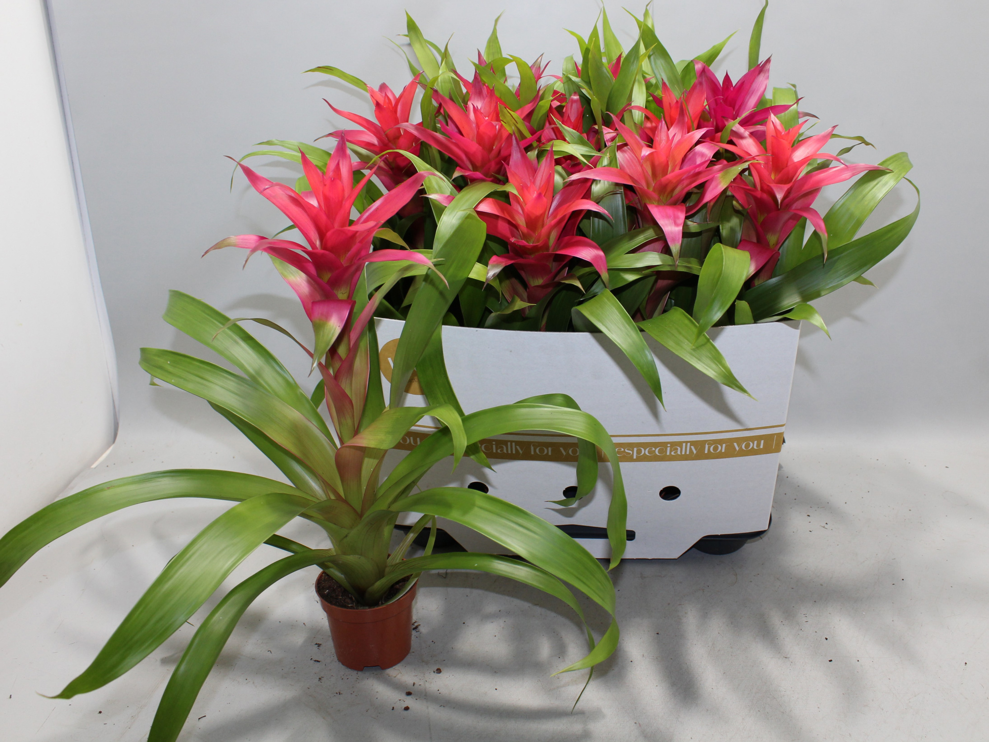 Guzmania Eden 9cm, D 9 cm