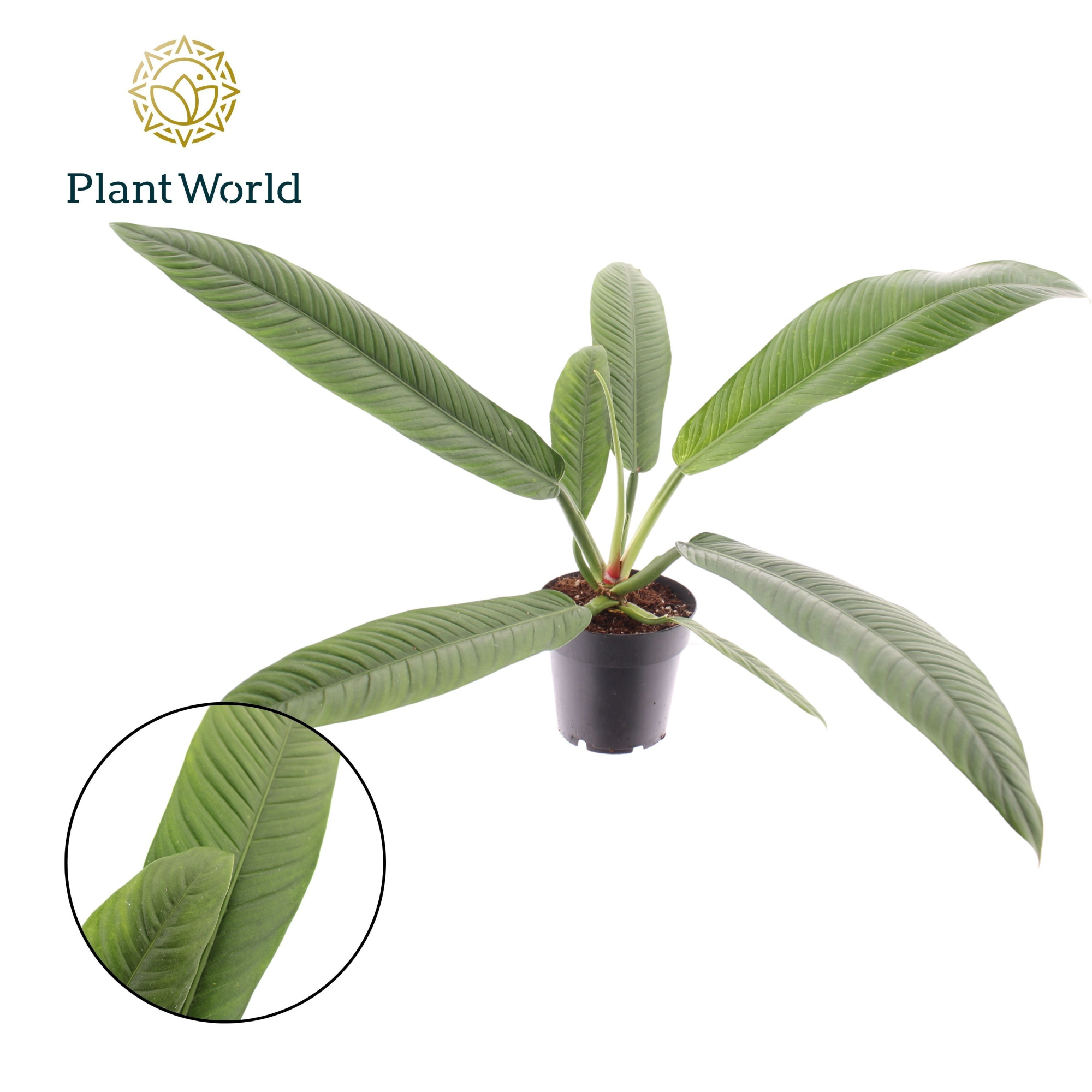 Philodendron Campii, D 14 cm