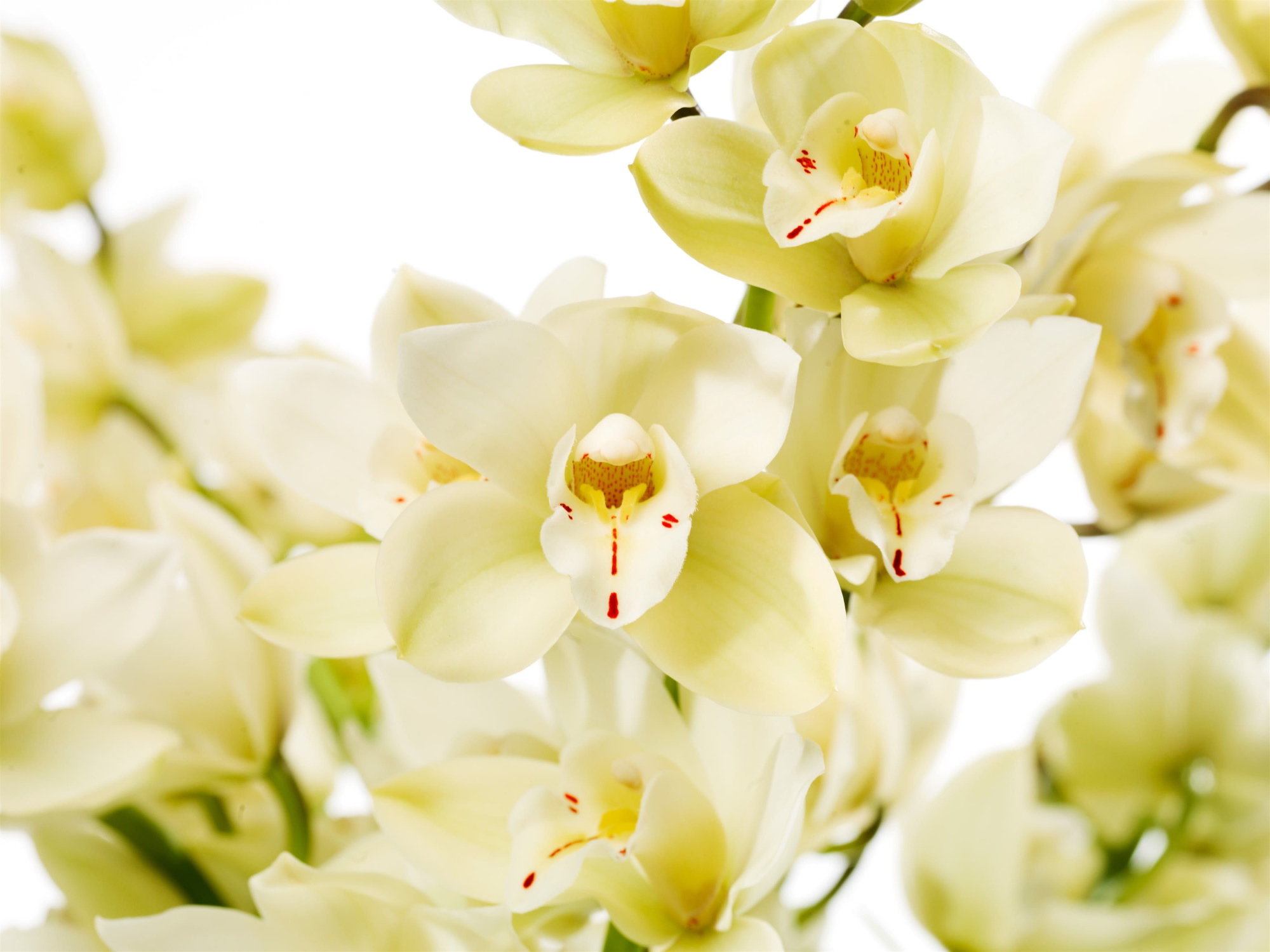 Paddy 2 tak, D 14 cm