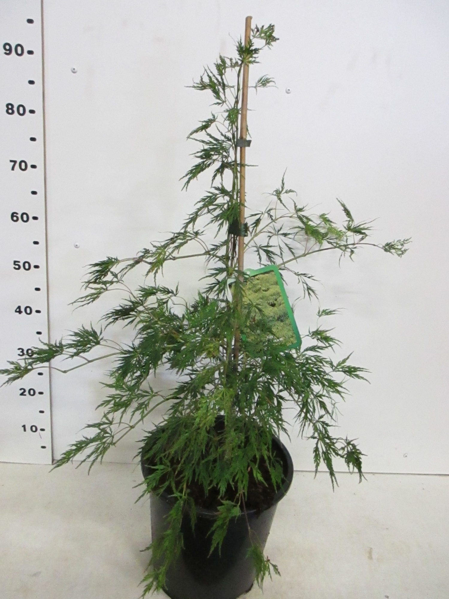 Acer palm. Dissectum 40-50 P28, D 28 cm