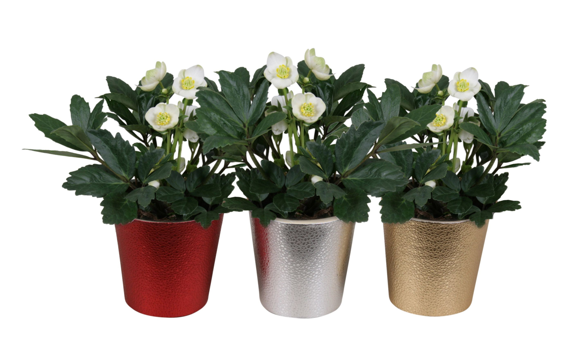 Helleborus Christmas Carol in pot bubble (chipwood) 3 ass., D 12 cm