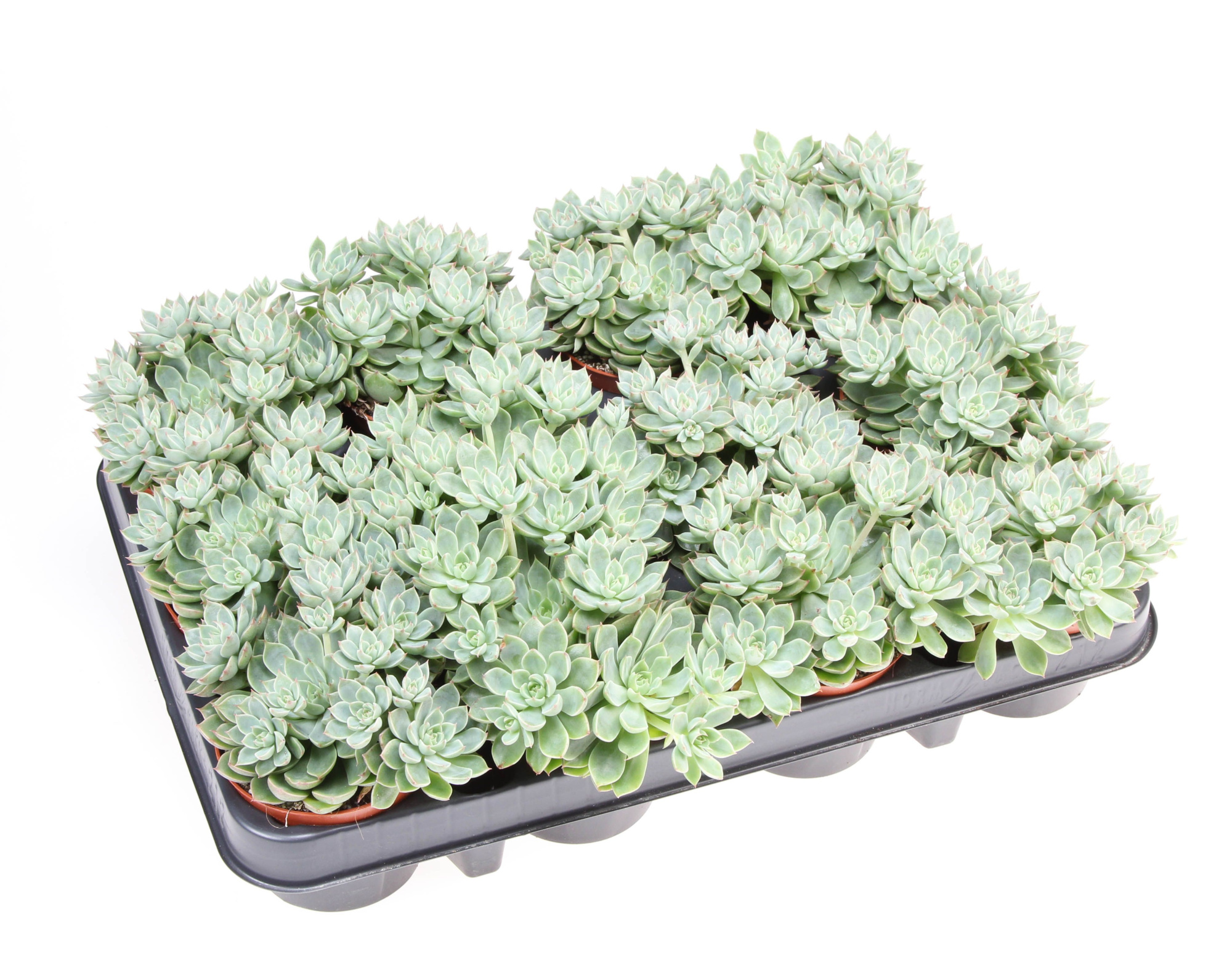 Graptopetalum Altair, D 8,5