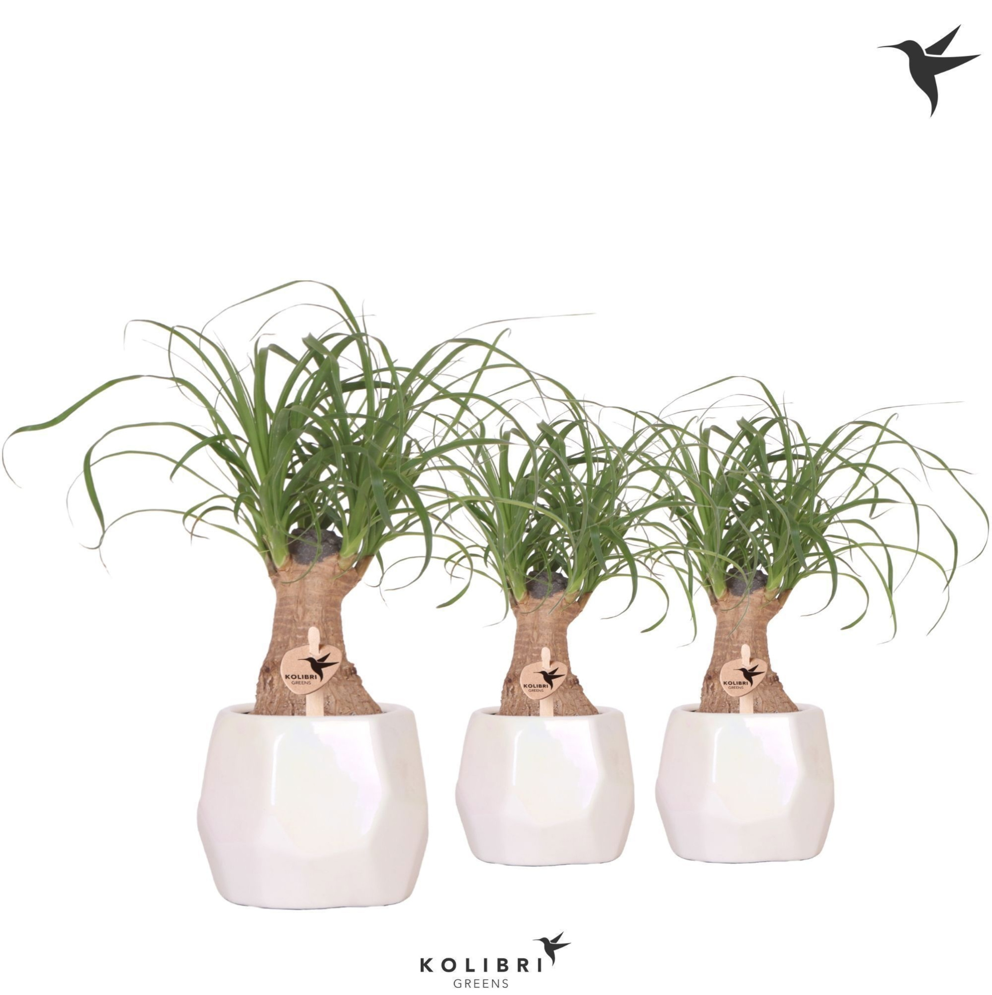 Kolibri Greens Beaucarnea in Pearl pot travertine, D 9 cm