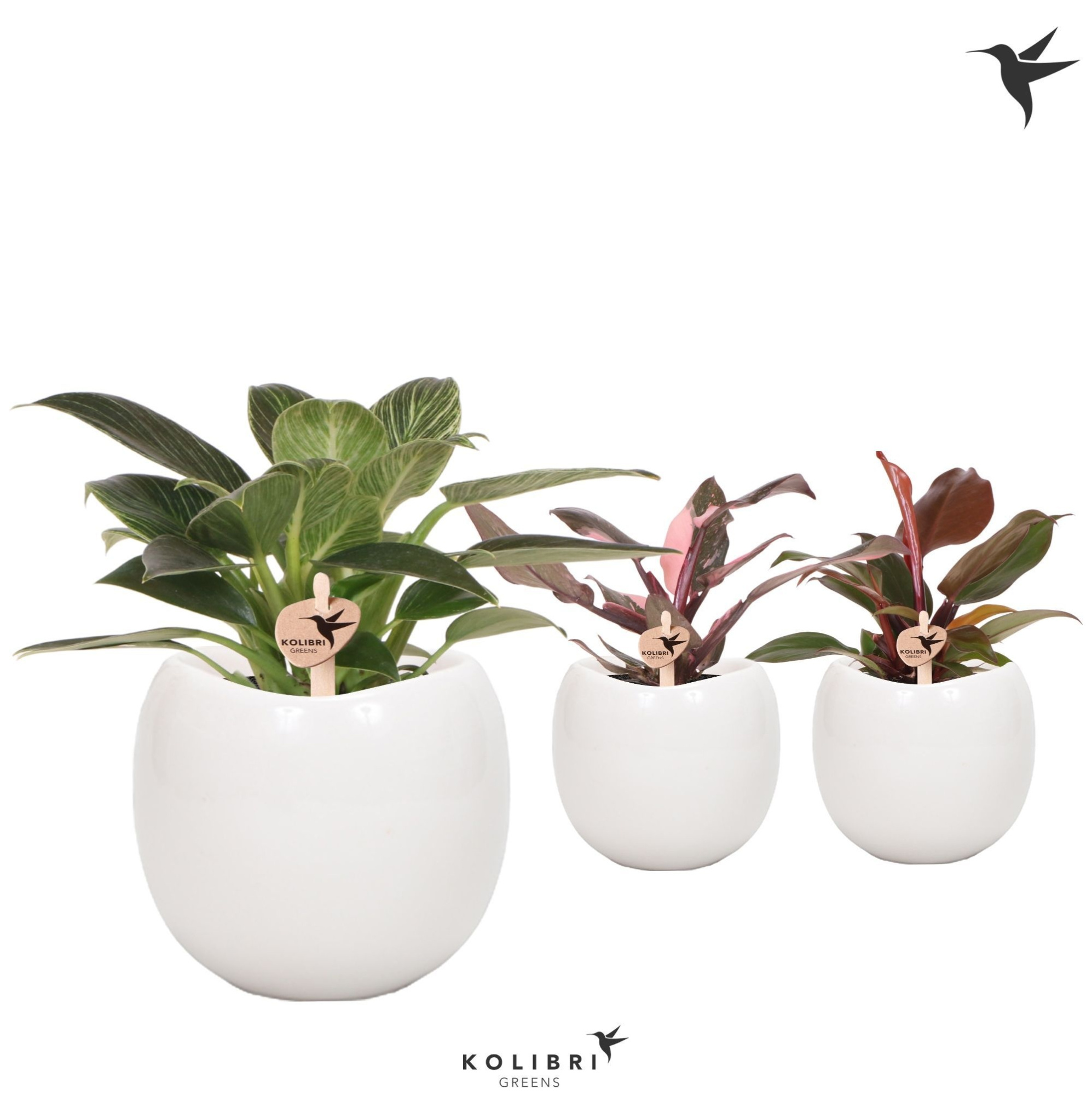 Kolibri Greens Philodendron mix in Bowl pot, D 9 cm