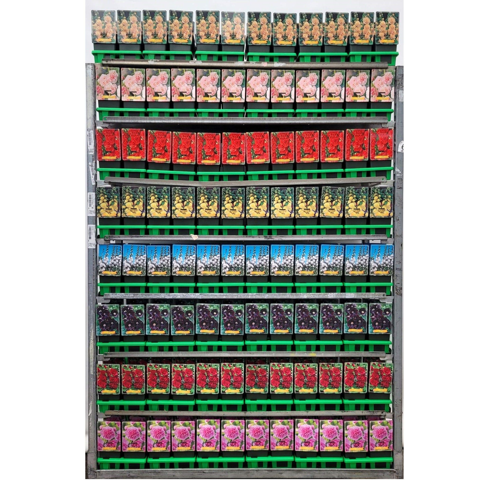 Alcea Mix CC P11, D 11 cm