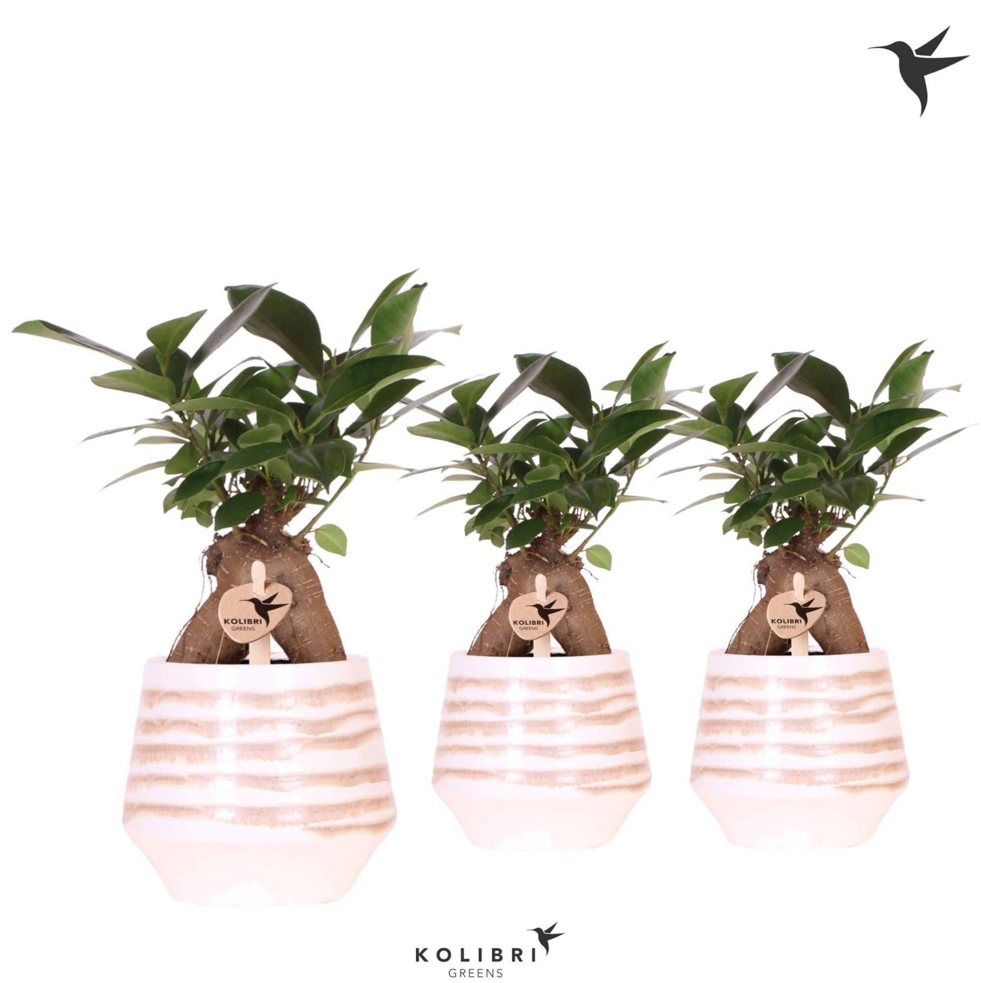 Kolibri Greens Ficus Ginseng Retusa in Moonstone pot white, D 9 cm