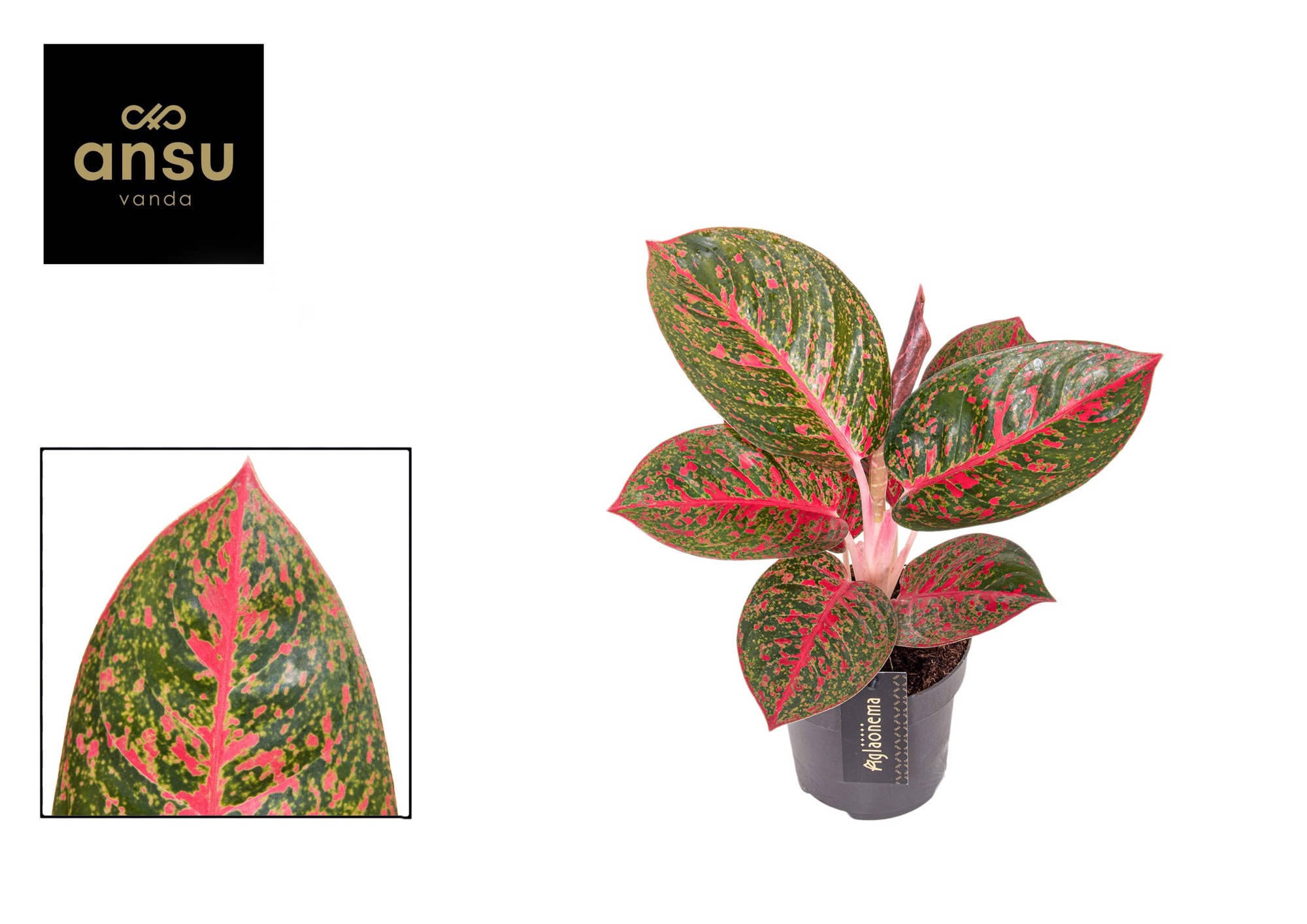 Aglaonema Red Sprinkles, D 12
