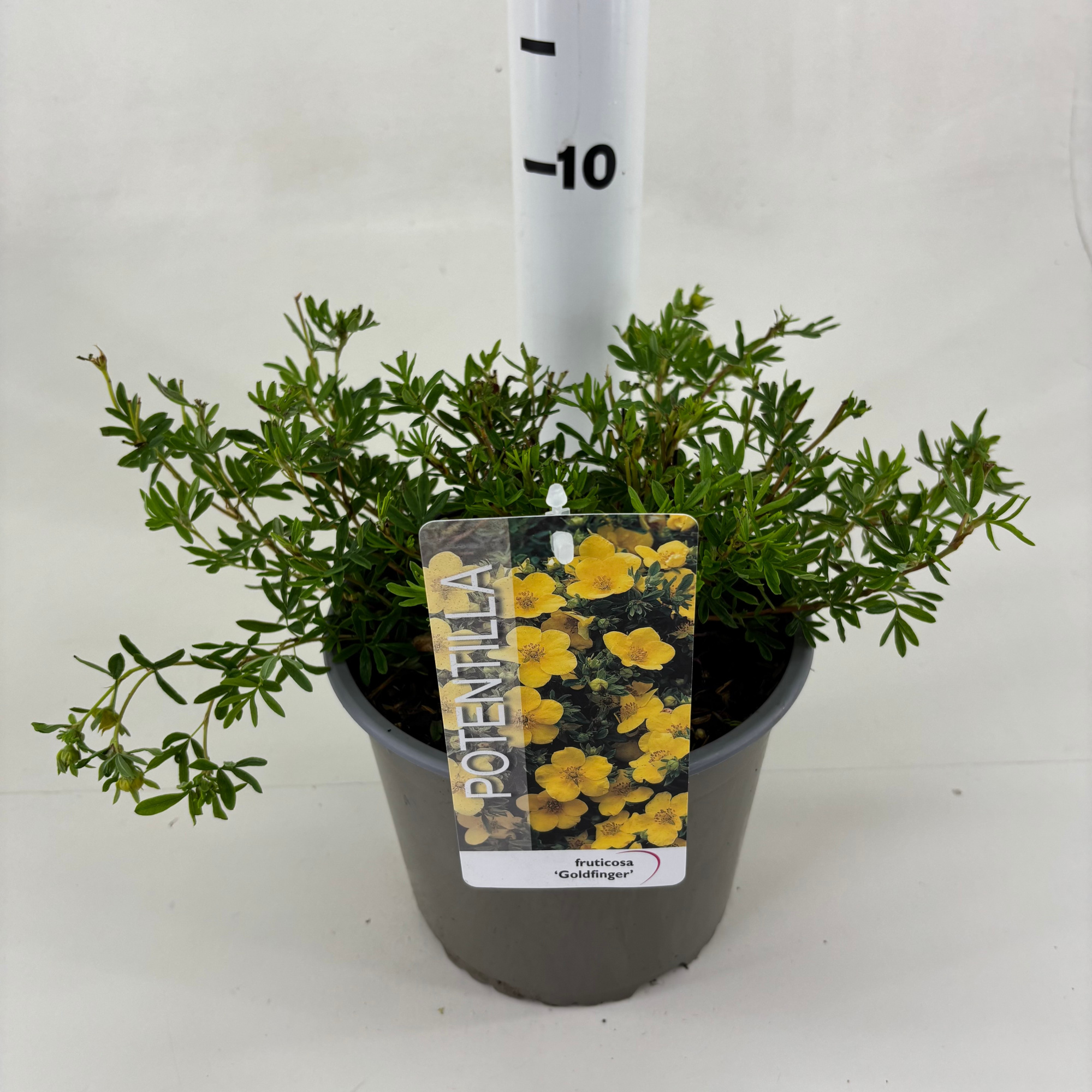 Potentilla fruticosa 'Goldfinger', D 19 cm