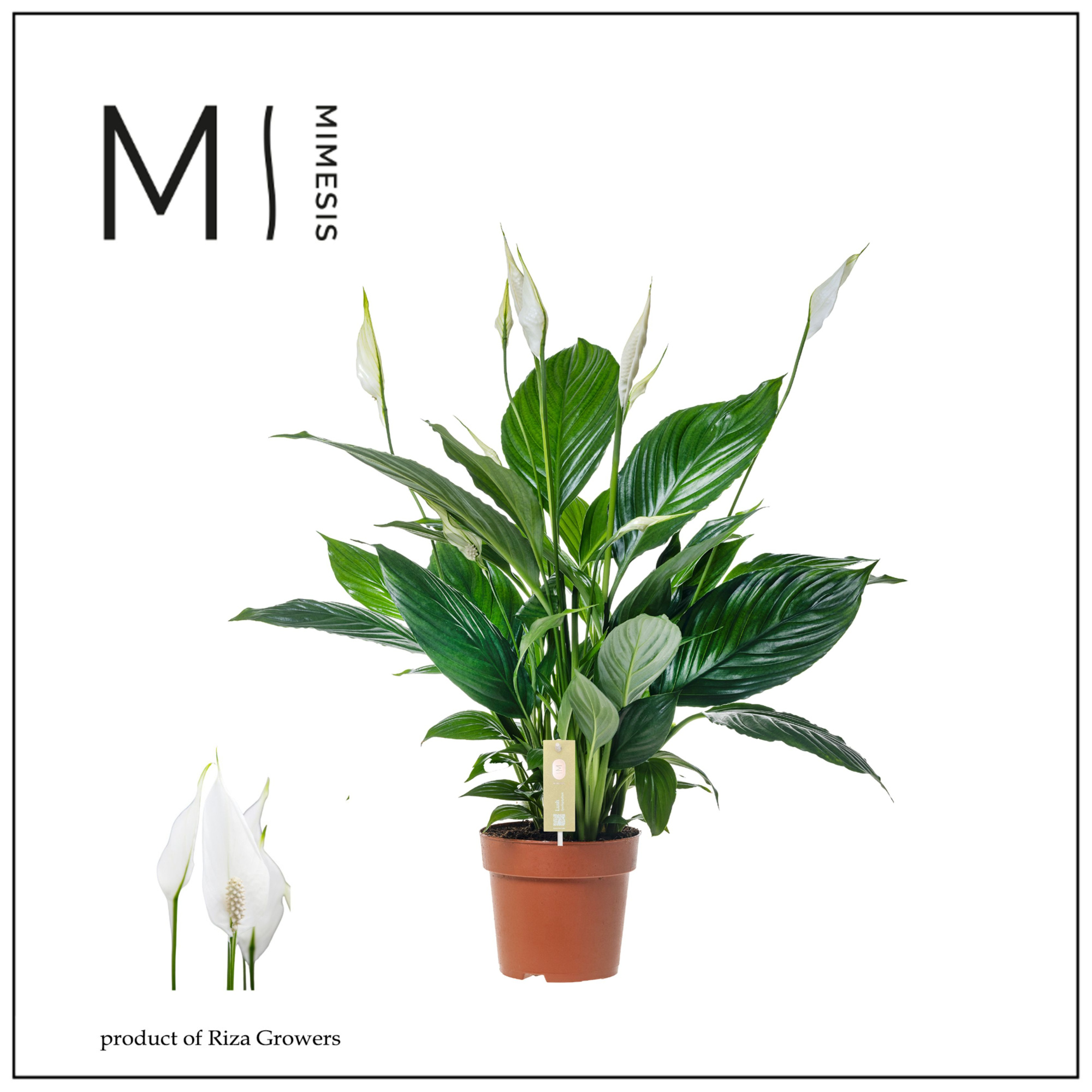 Spathiphyllum Pico Cupido - 13cm | Mimesis, D 13 cm