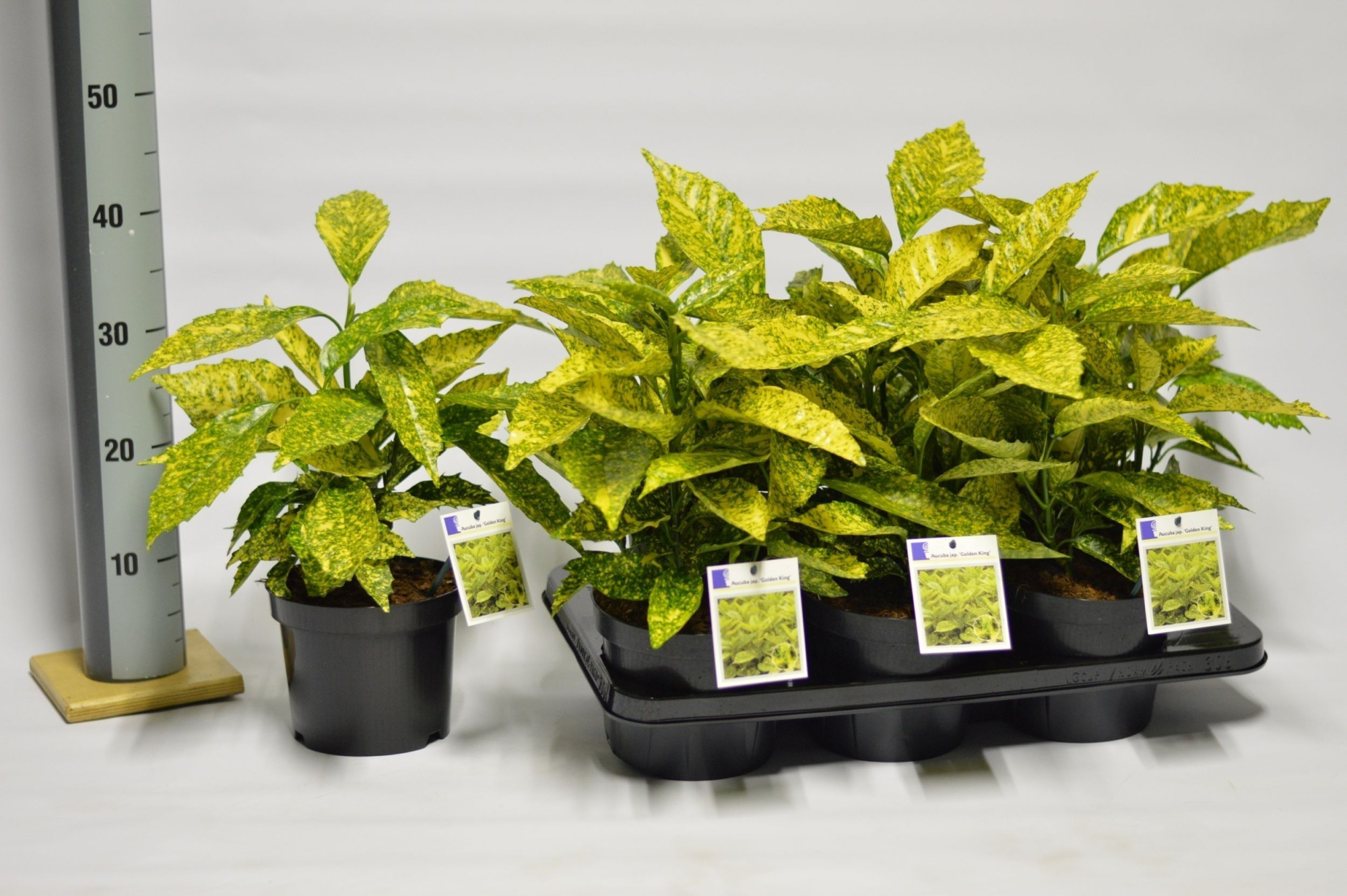 Aucuba jap. Golden King, D 17 cm