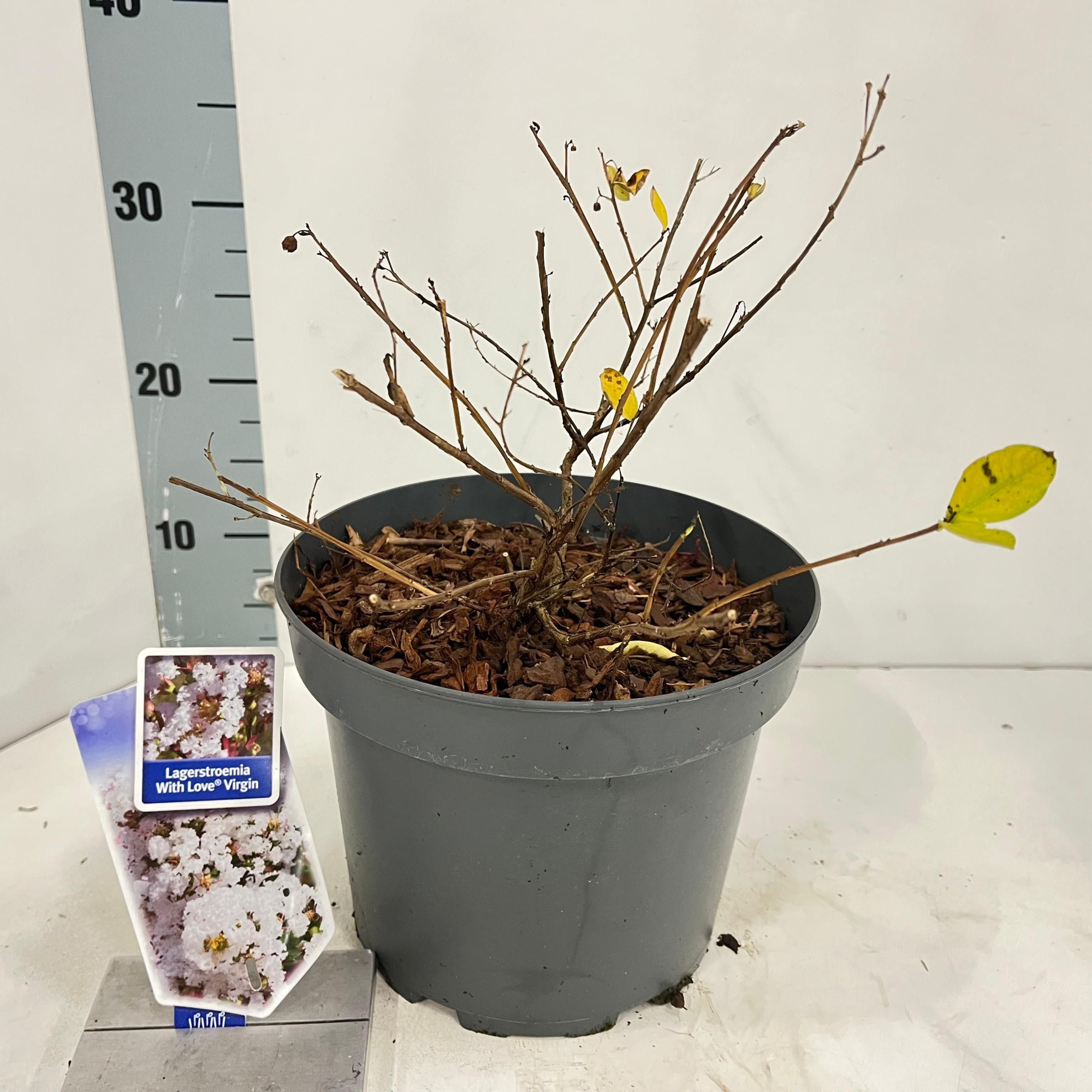 Lagerstroemia indica With Love Virgin ('Milabla'PBR), D 23