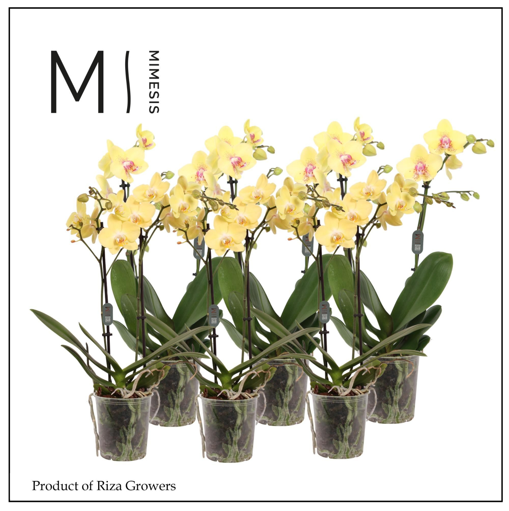 Phalaenopsis Multi Yellow 2 spike - 12cm | Mimesis, D 12 cm