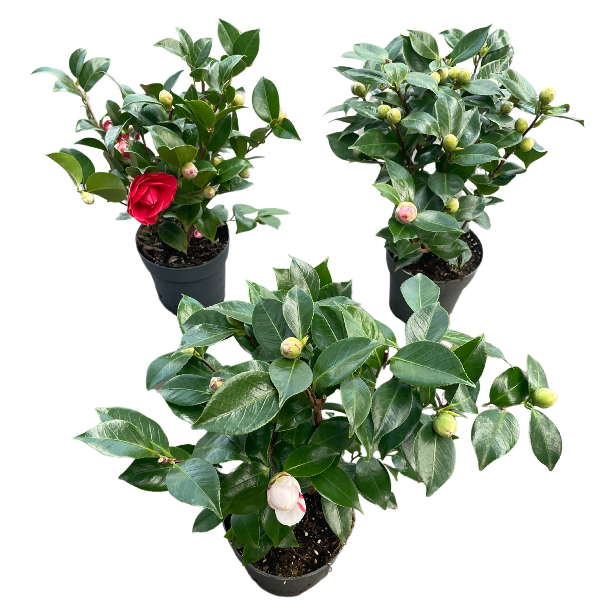Camelia Japonica P15 mix Premium, D 15