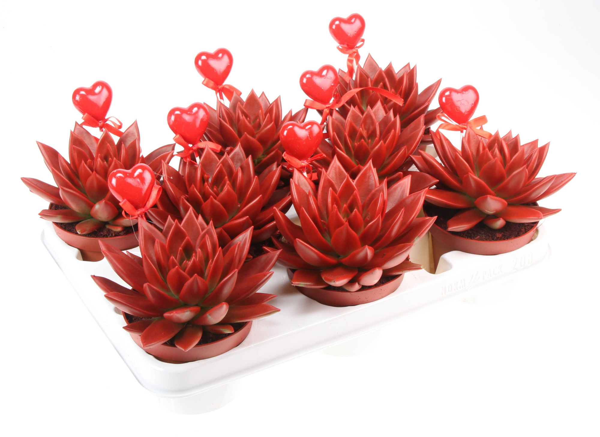 Miranda rood+hartje, D 10,5 cm