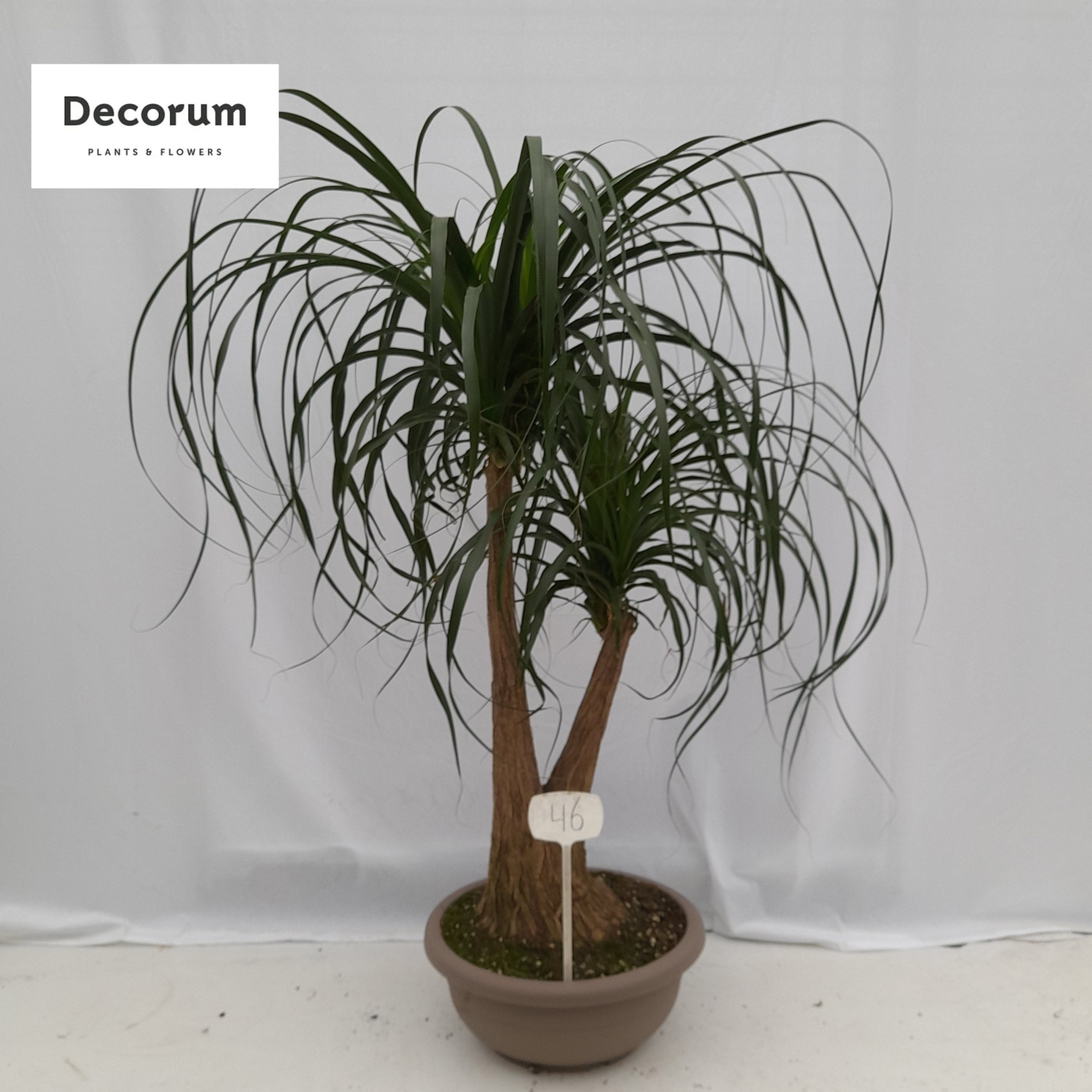 Beaucarnea vertakt op nummer 46, D 45