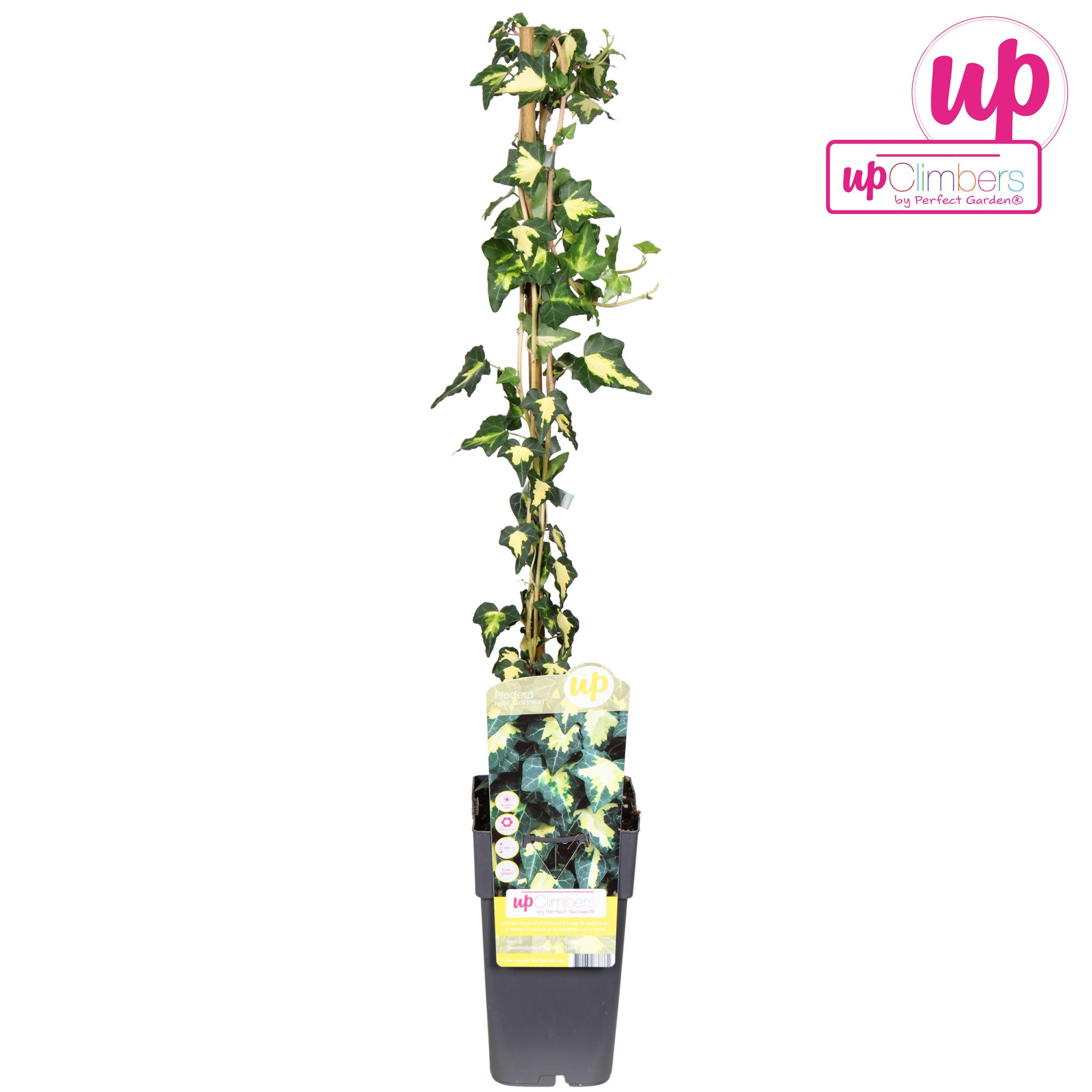 Hedera helix Goldheart P15, D 15 cm