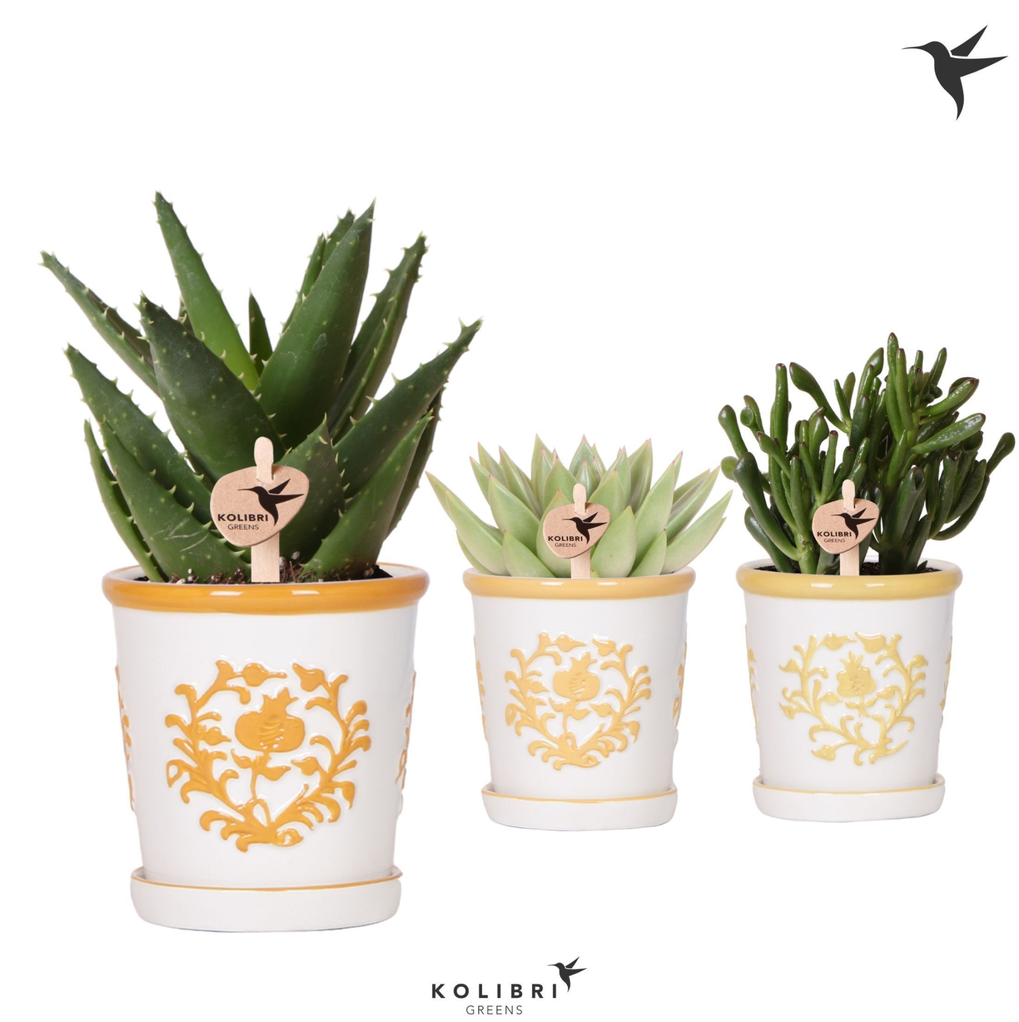 Kolibri Greens Succulenten mix in Malaga pot yellow mix, D 9 cm