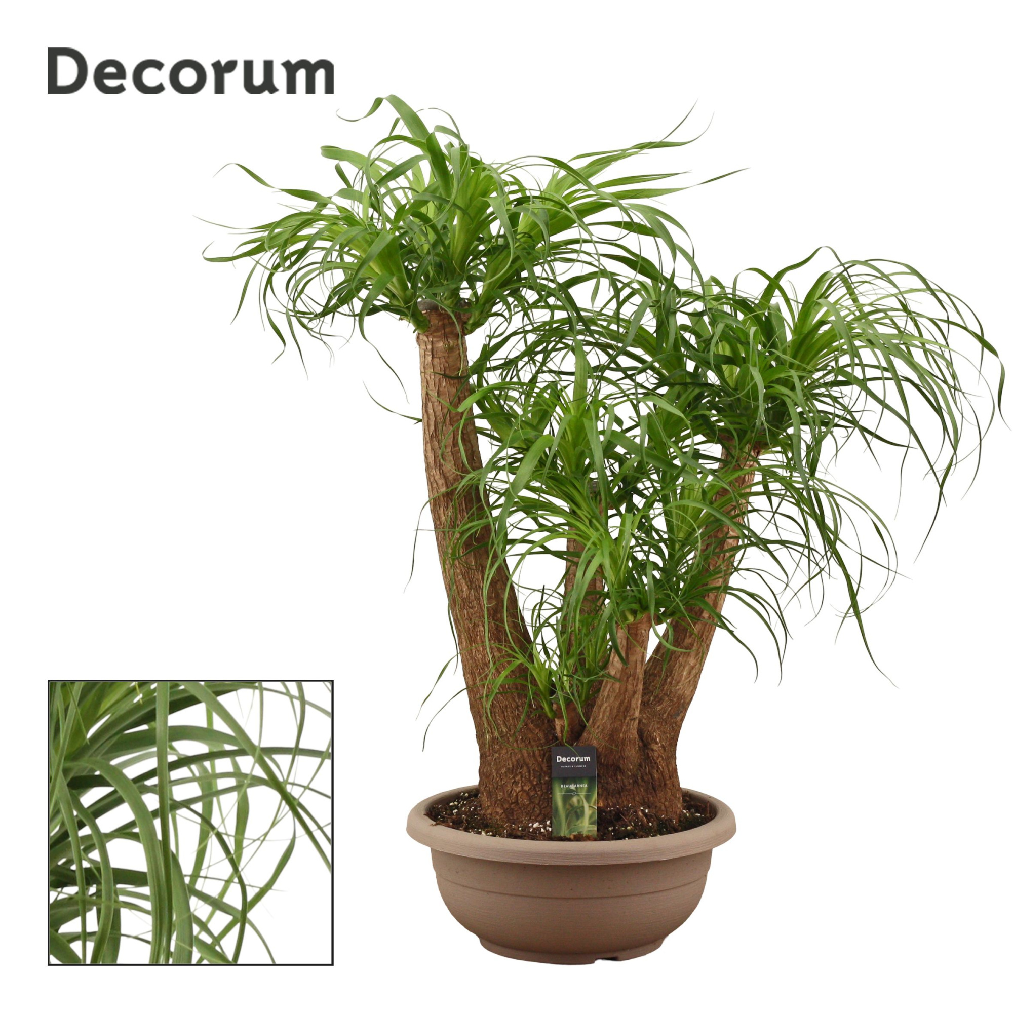 Beaucarnea vertakt compact in 35 cm schaal (Decorum), D 35
