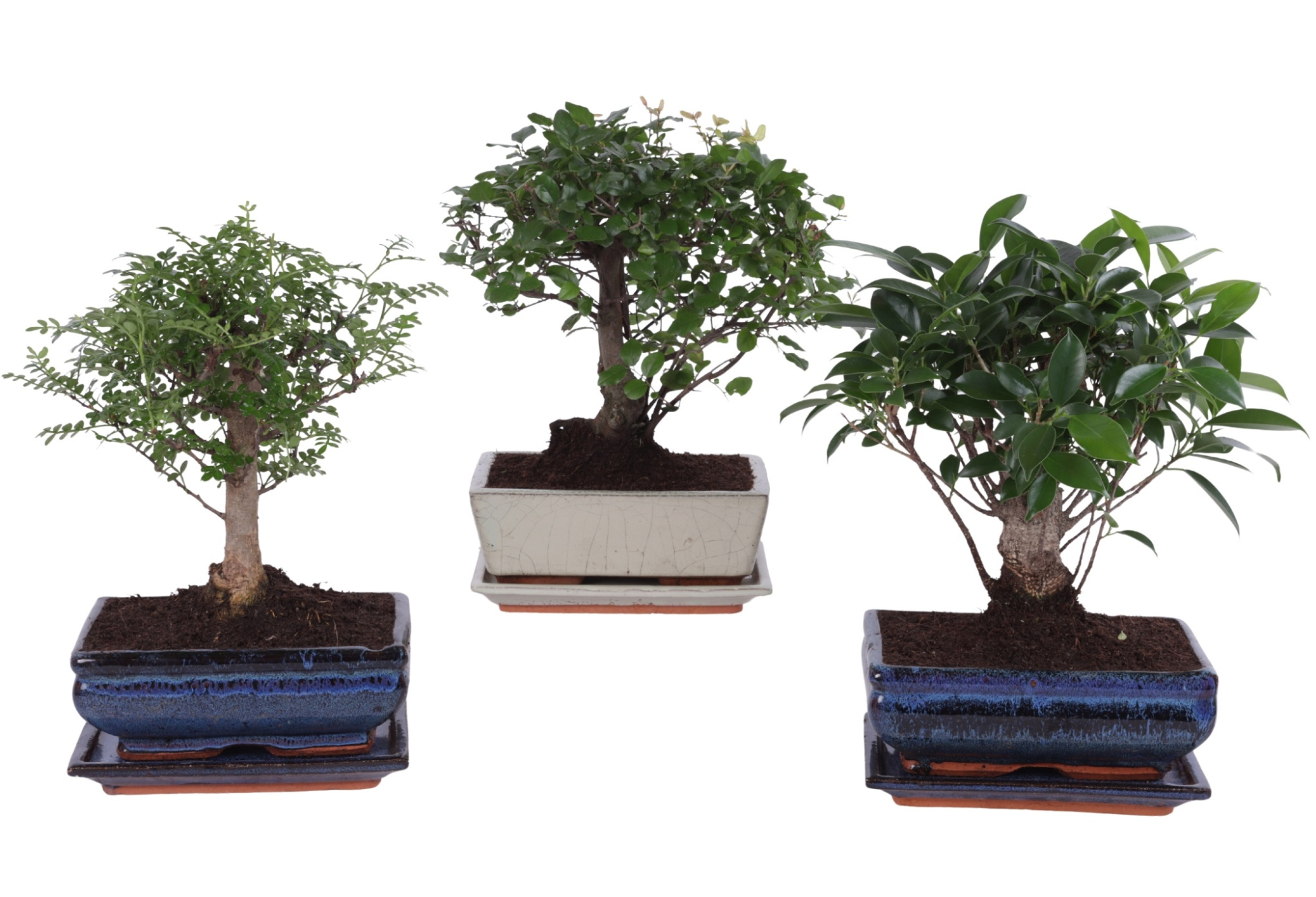 Bonsai Mixed in ø20cm Ceramic Ball with Saucer, D 20