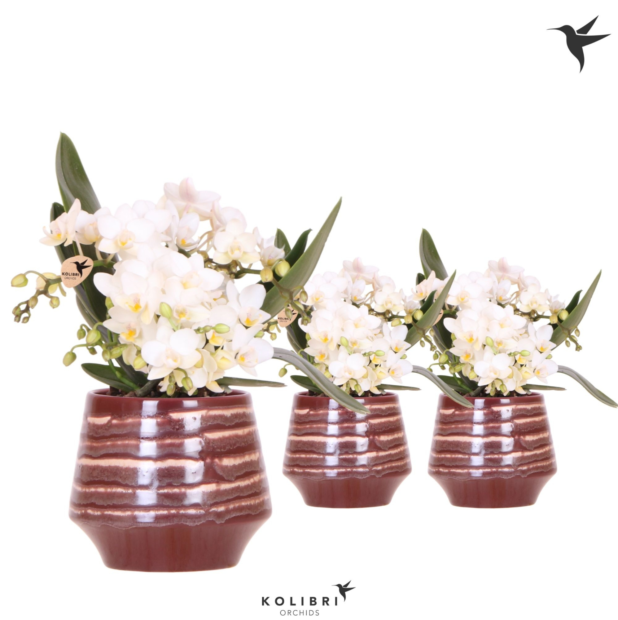 Kolibri Orchids Phalaenopsis Nazare 4 spike in Moonstone pot red, D 9 cm