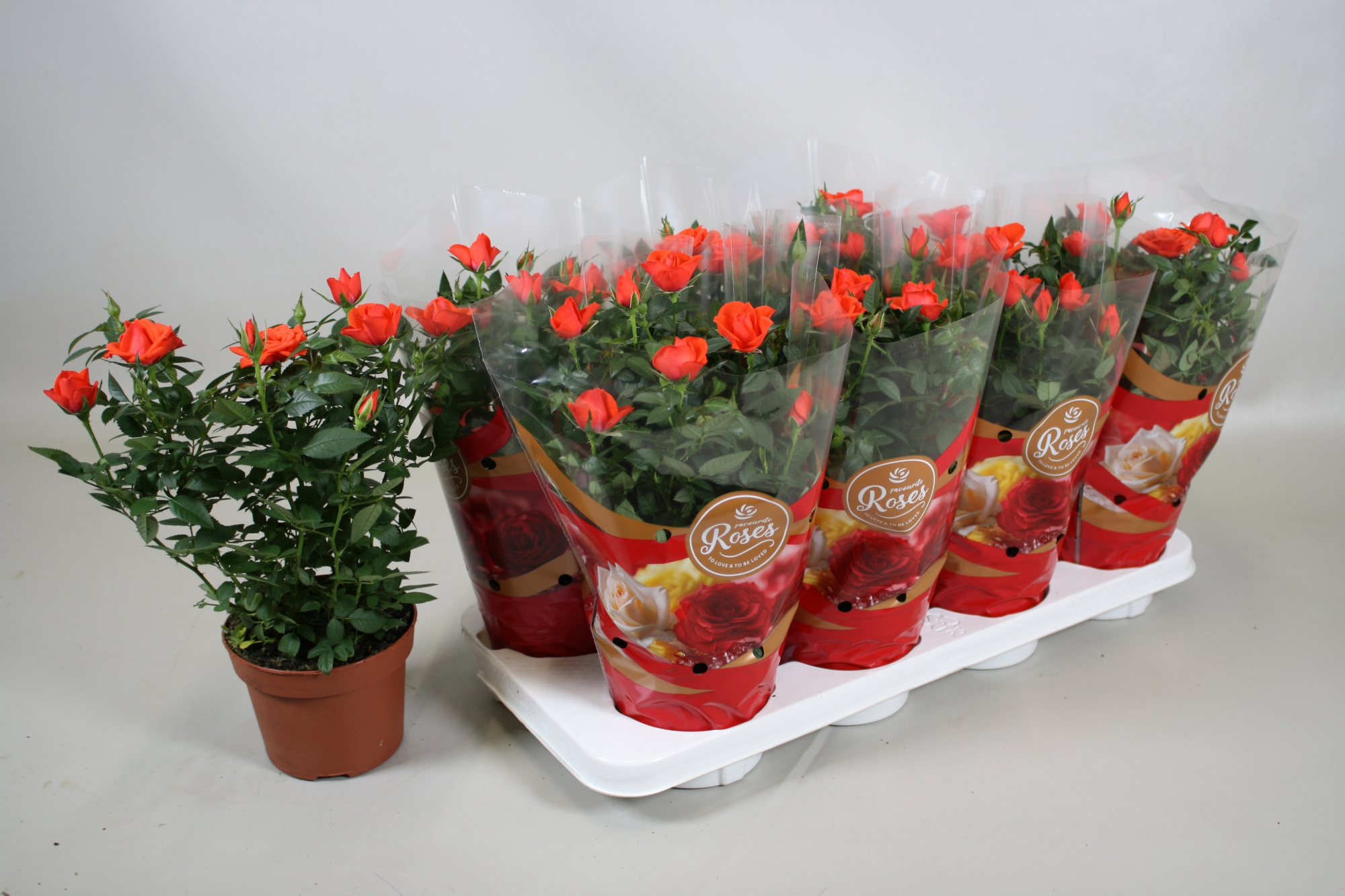 Rosa Favourite Roses orange+seizoenshoes, D 13