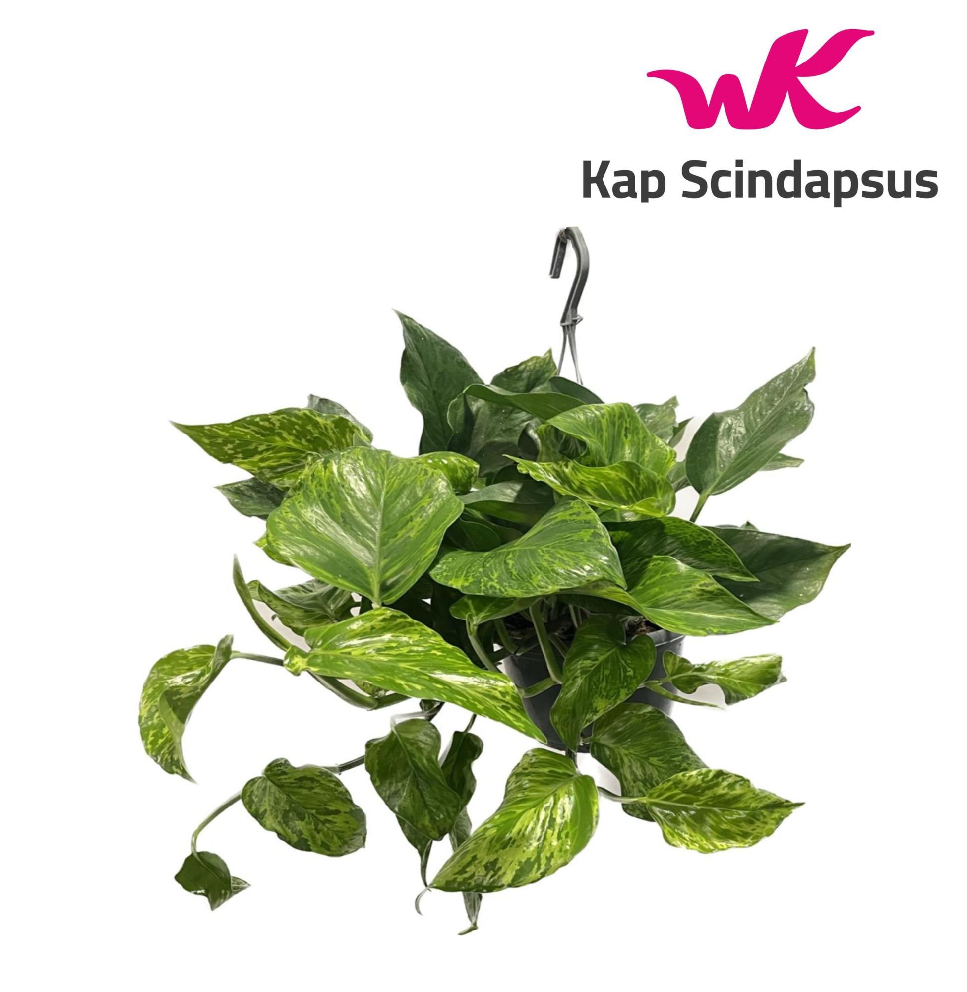 Epipremnum Marble Green Hang Teruggeknipt, D 15 cm