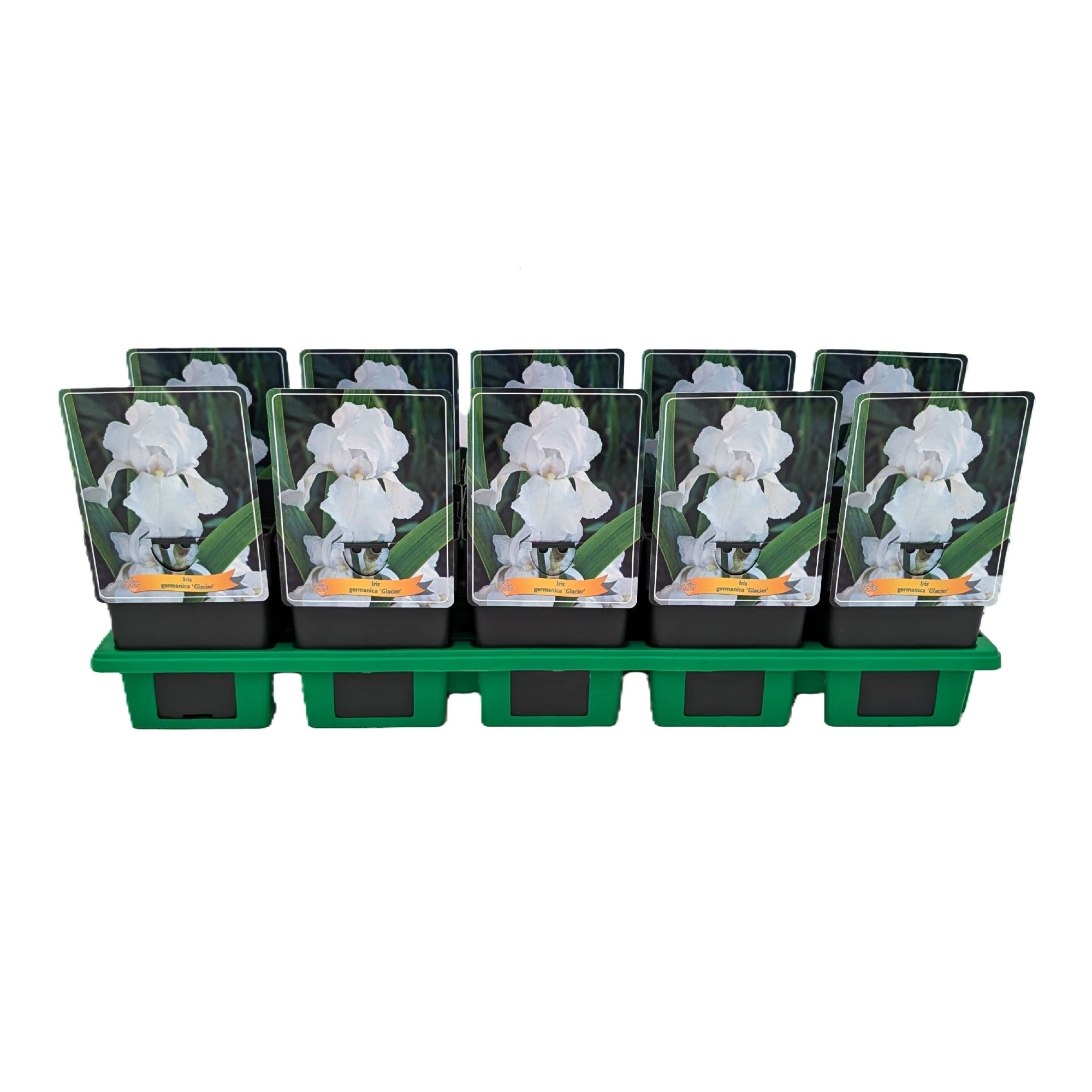 Iris Germanica 'Glacier' P11, D 11