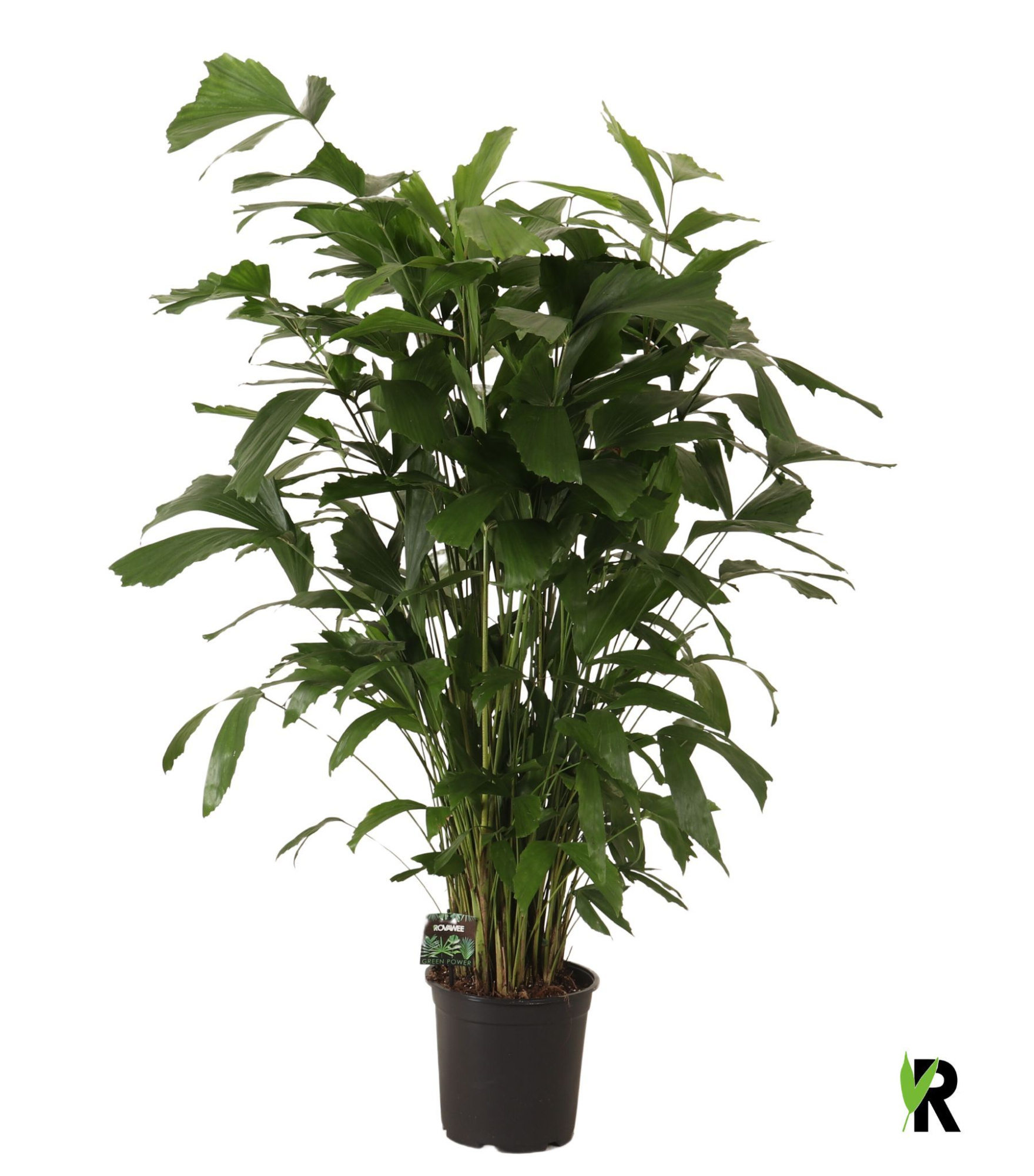 Caryota mitis, D 24 cm