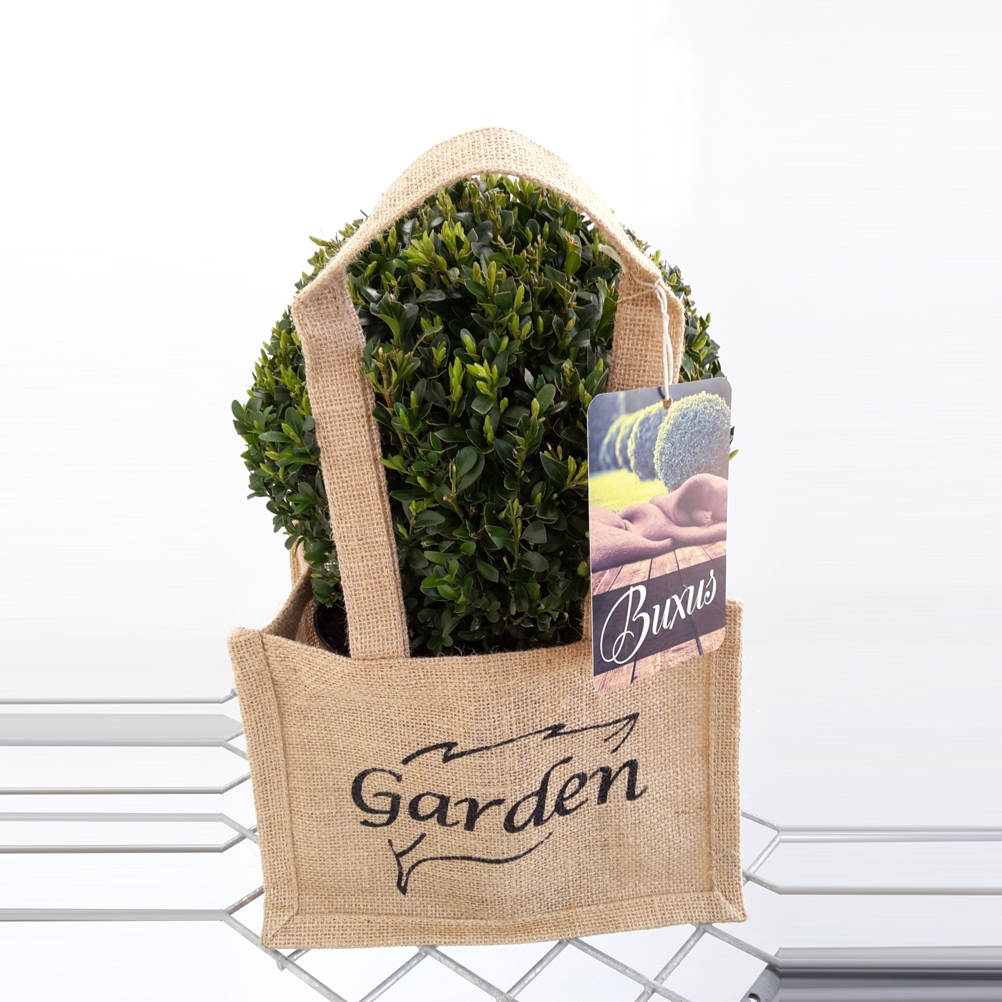 Buxus sempervirens bol 20 in jute tasje, D 23 cm