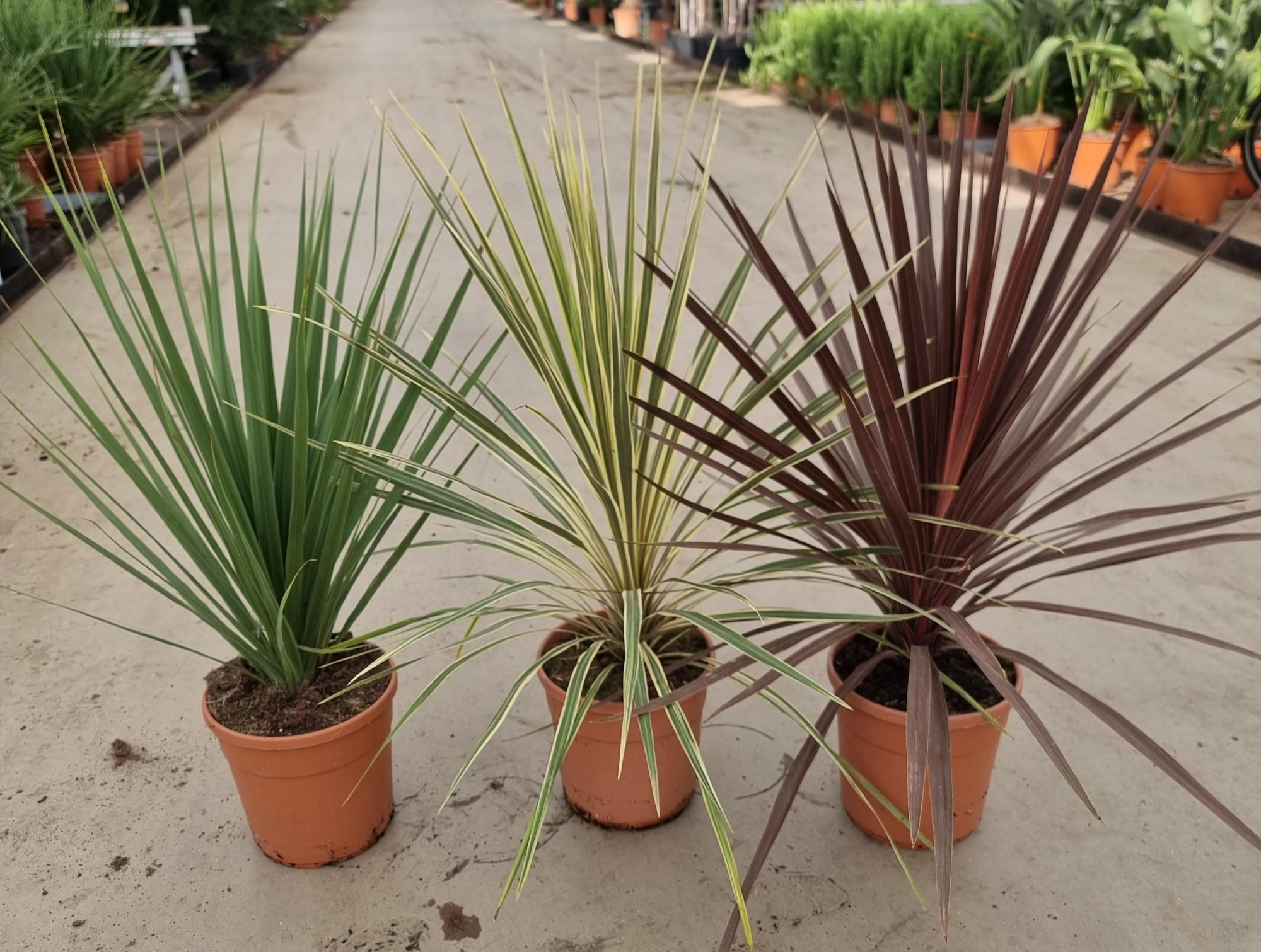 Cordyline mix, D 24 cm