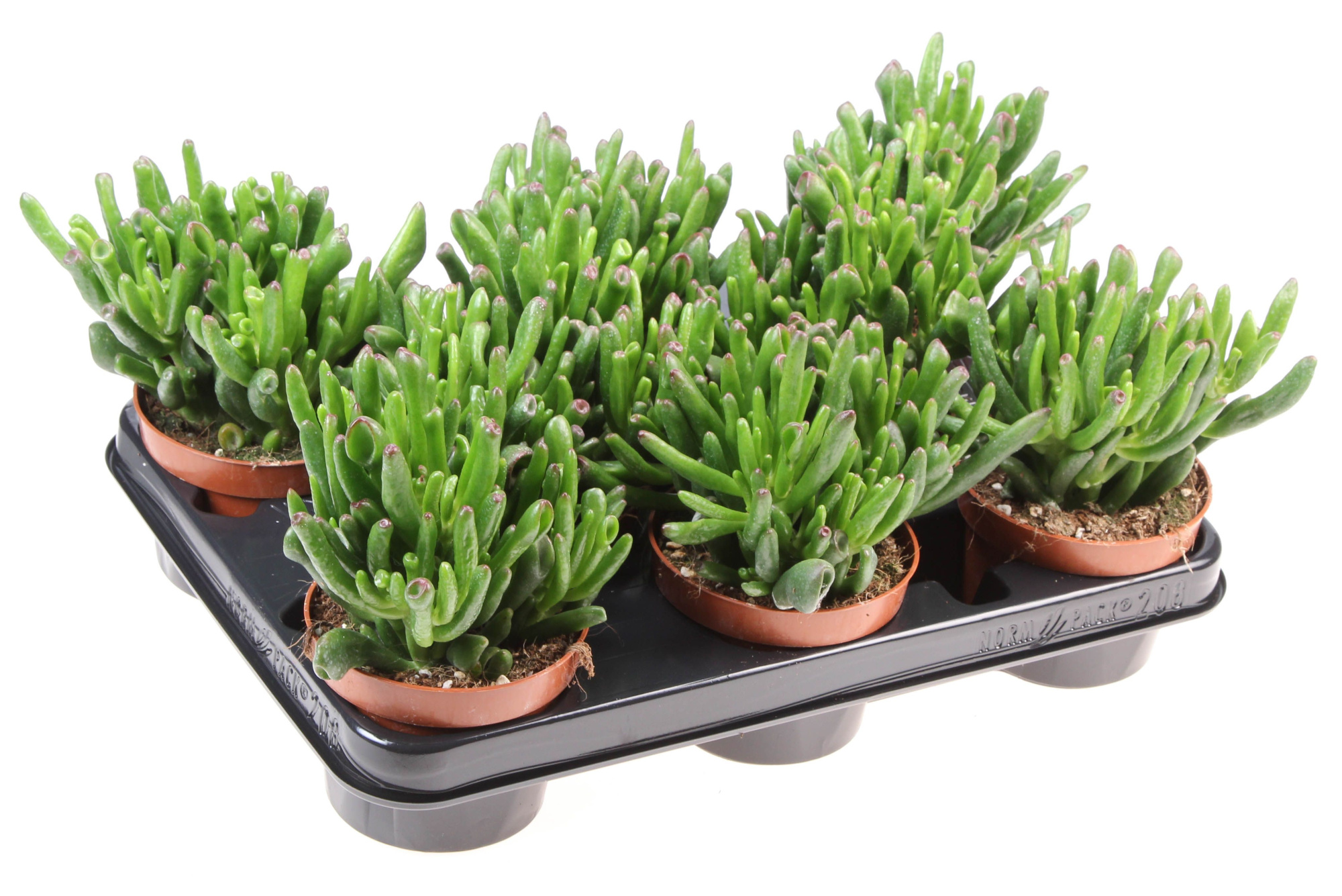 Crassula Hobbit, D 10,5