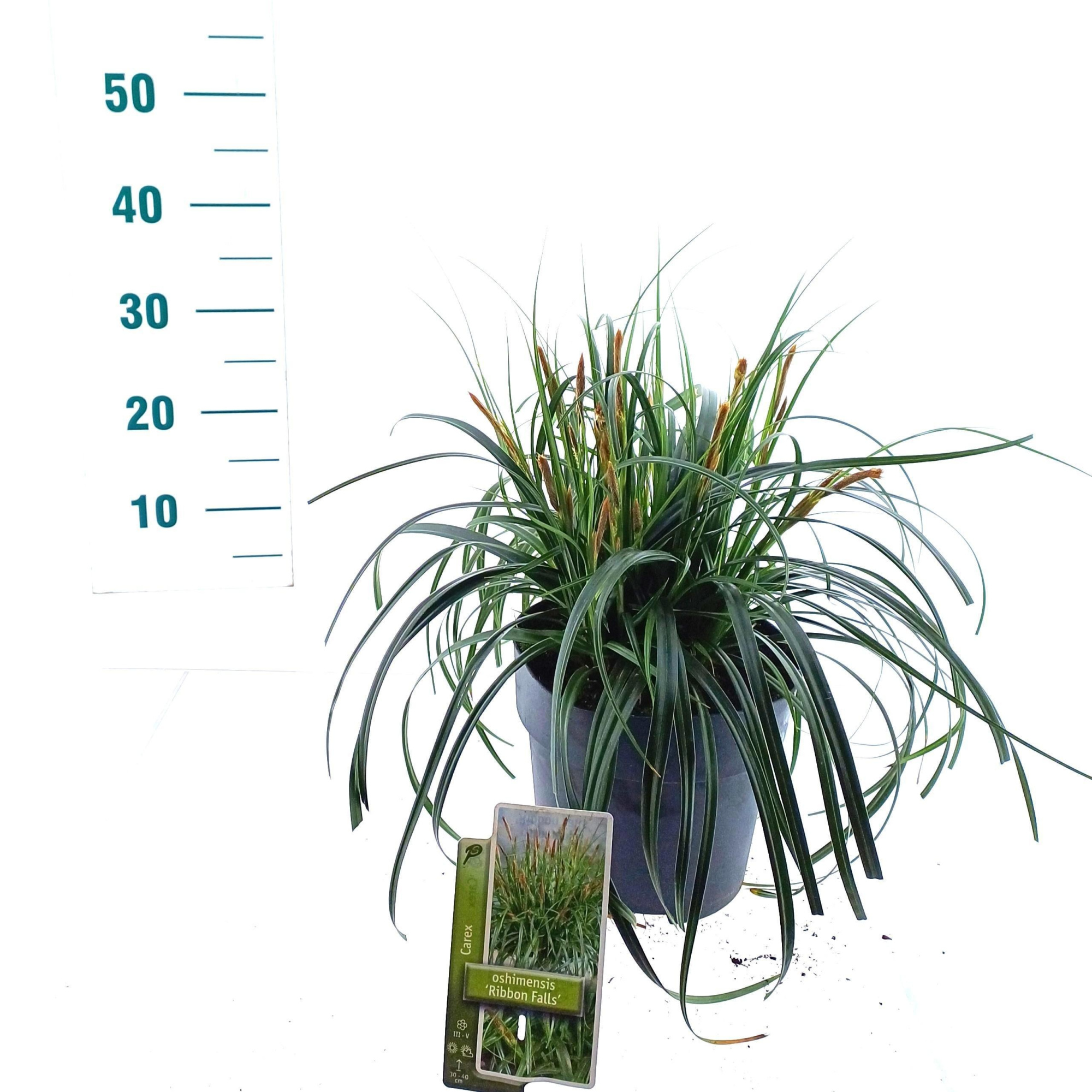 Carex Ribon Falls ('Et Crx02'PBR), D 19
