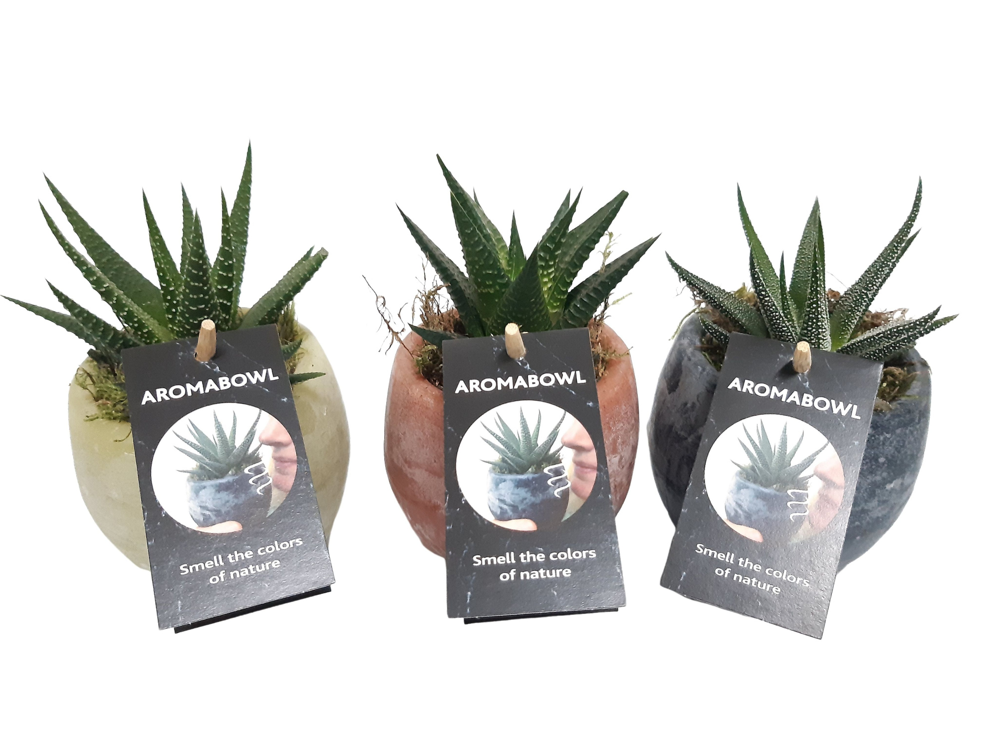 AB9HAW Aroma Bowl 9cm Haworthia Musk, Amber, Jasmin, D 9