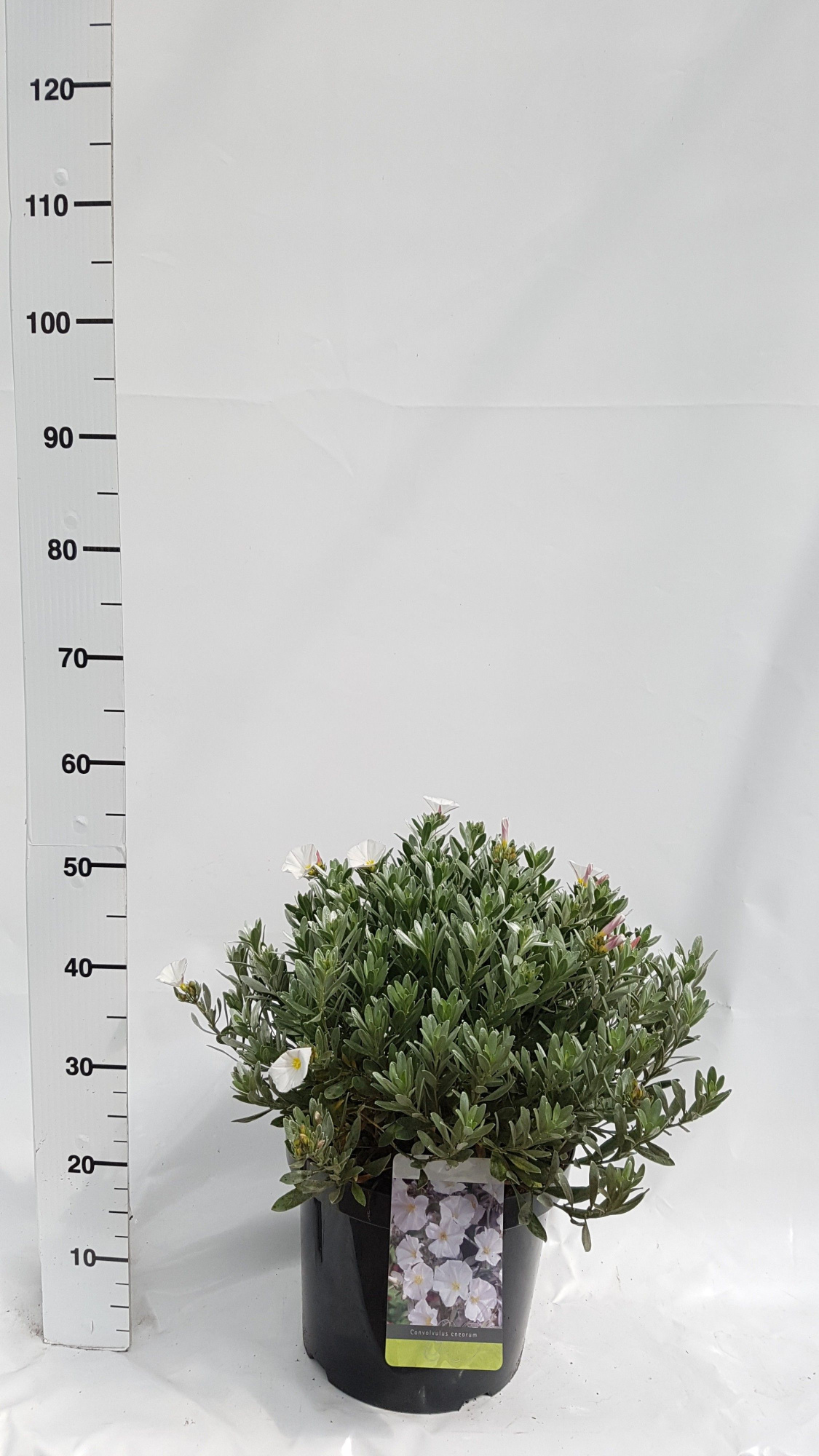 Convolvulus cneorum, D 30 cm