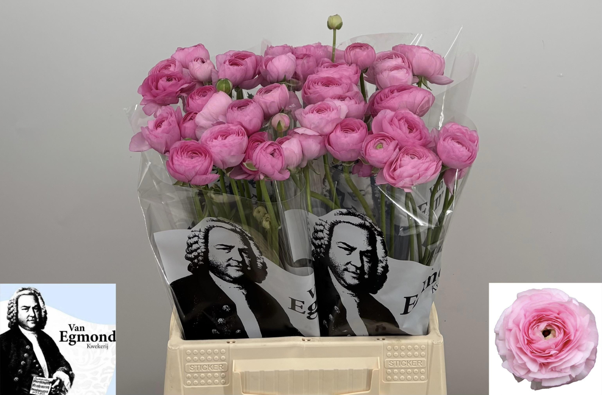 Ранункулус Азур Лайт Пинк 45, шт.