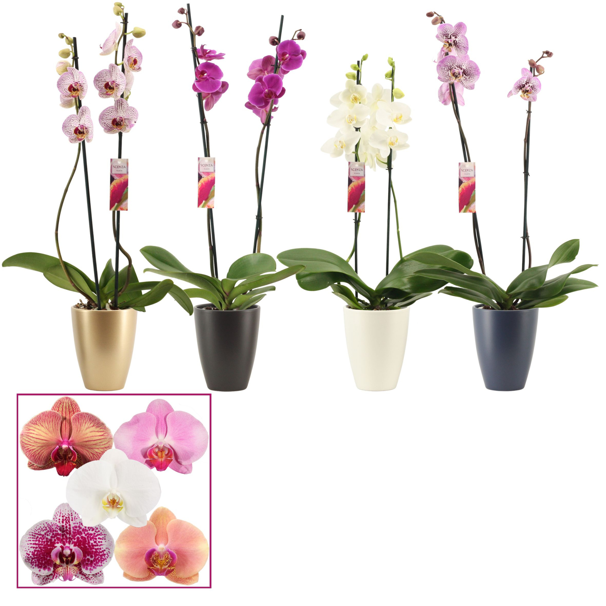 Phalaenopsis 2 tak 14+ mix in Carly(Neo Architect-collection), D 12 cm