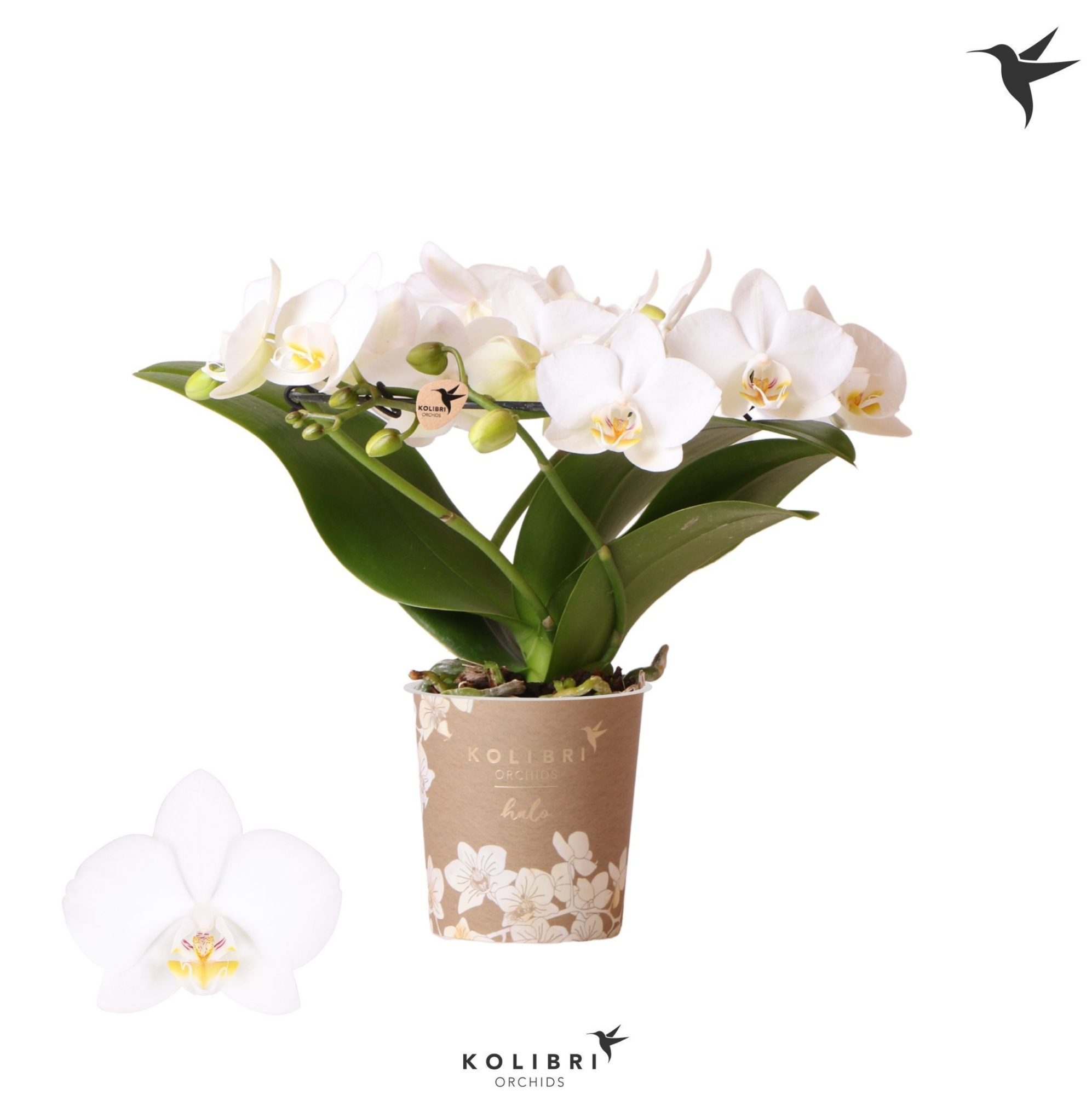 Kolibri Orchids Phalaenopsis Halo white, D 9 cm
