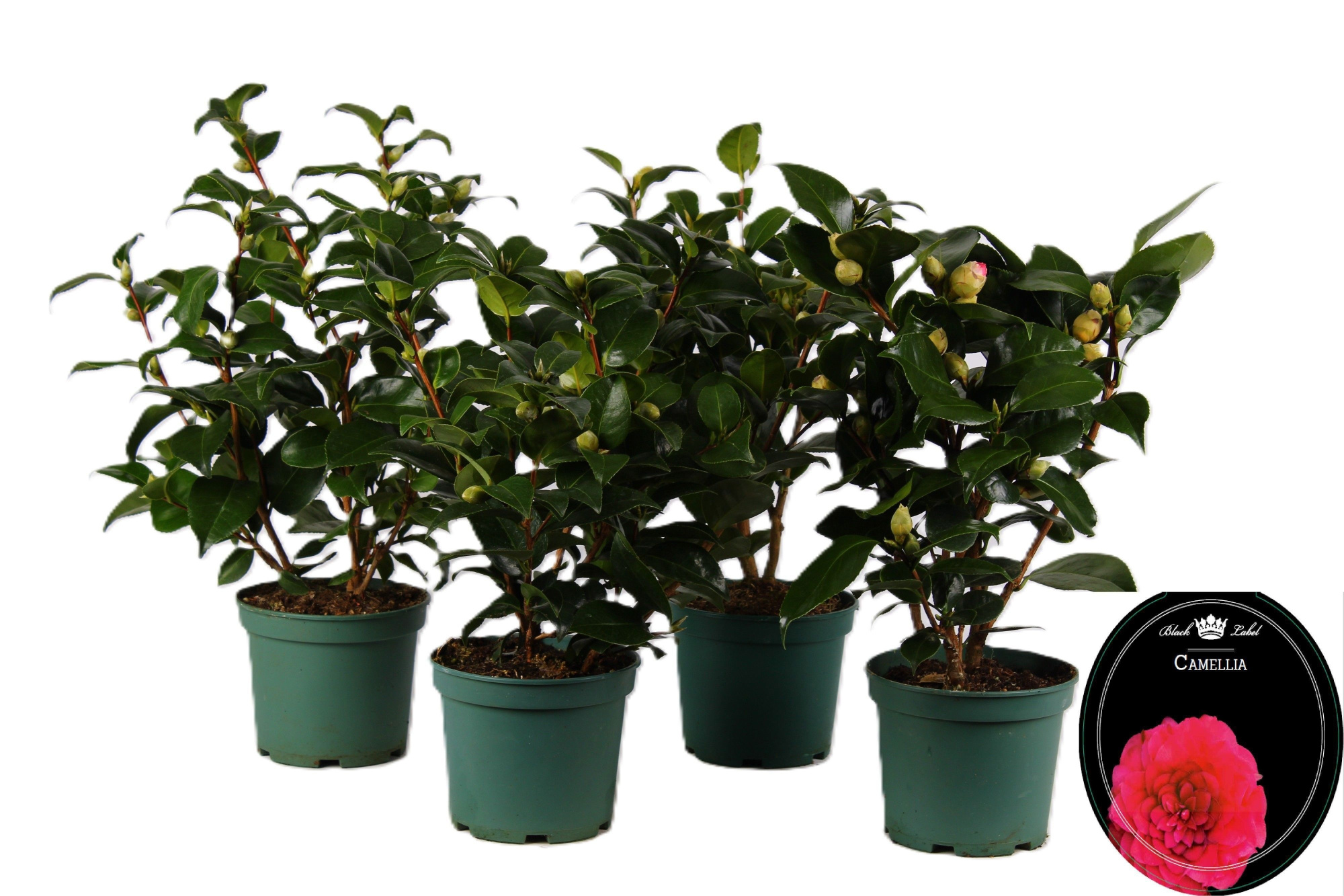 Camellia mixlaag tray P15, D 15