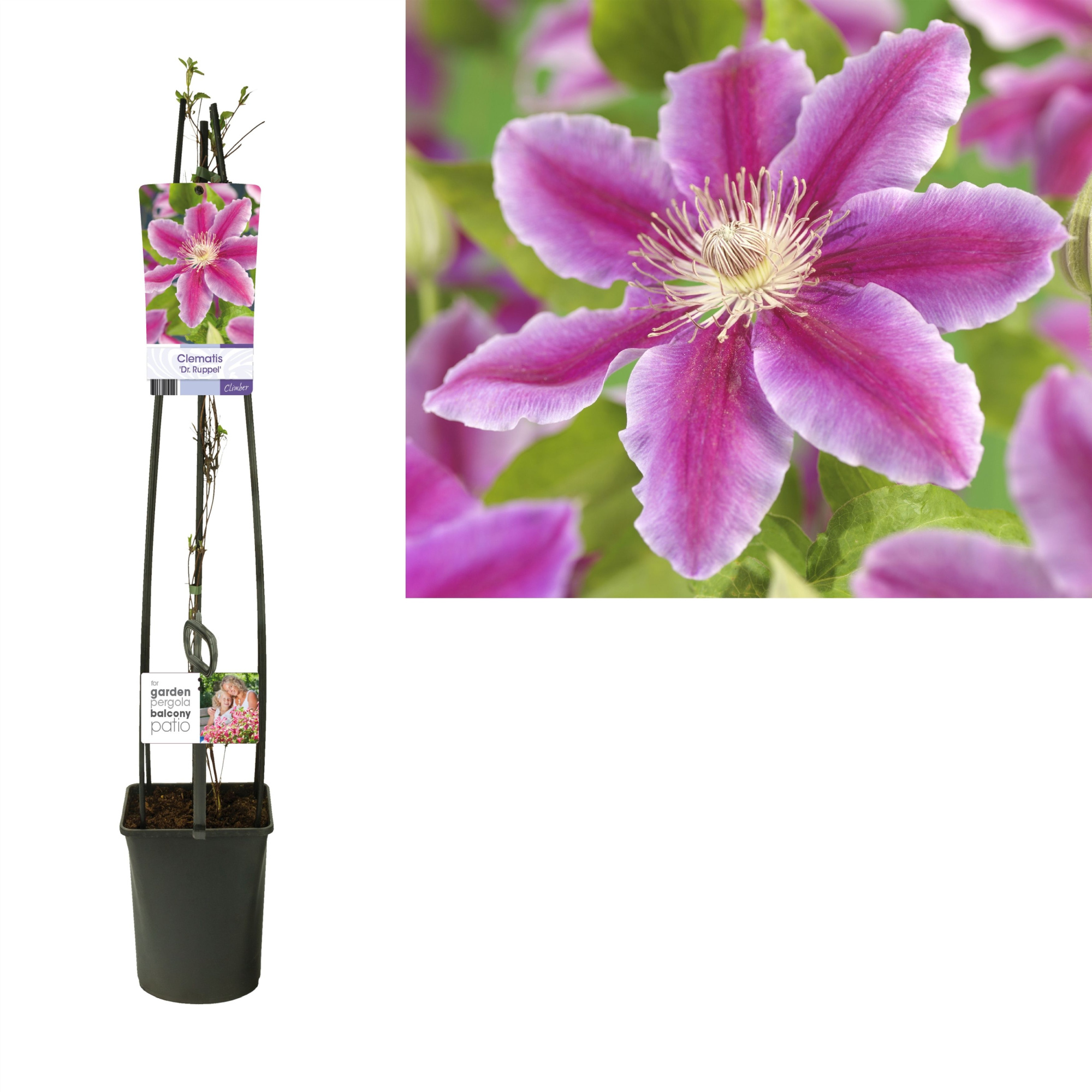 Clematis 'Dr. Ruppel' +light label, D 23