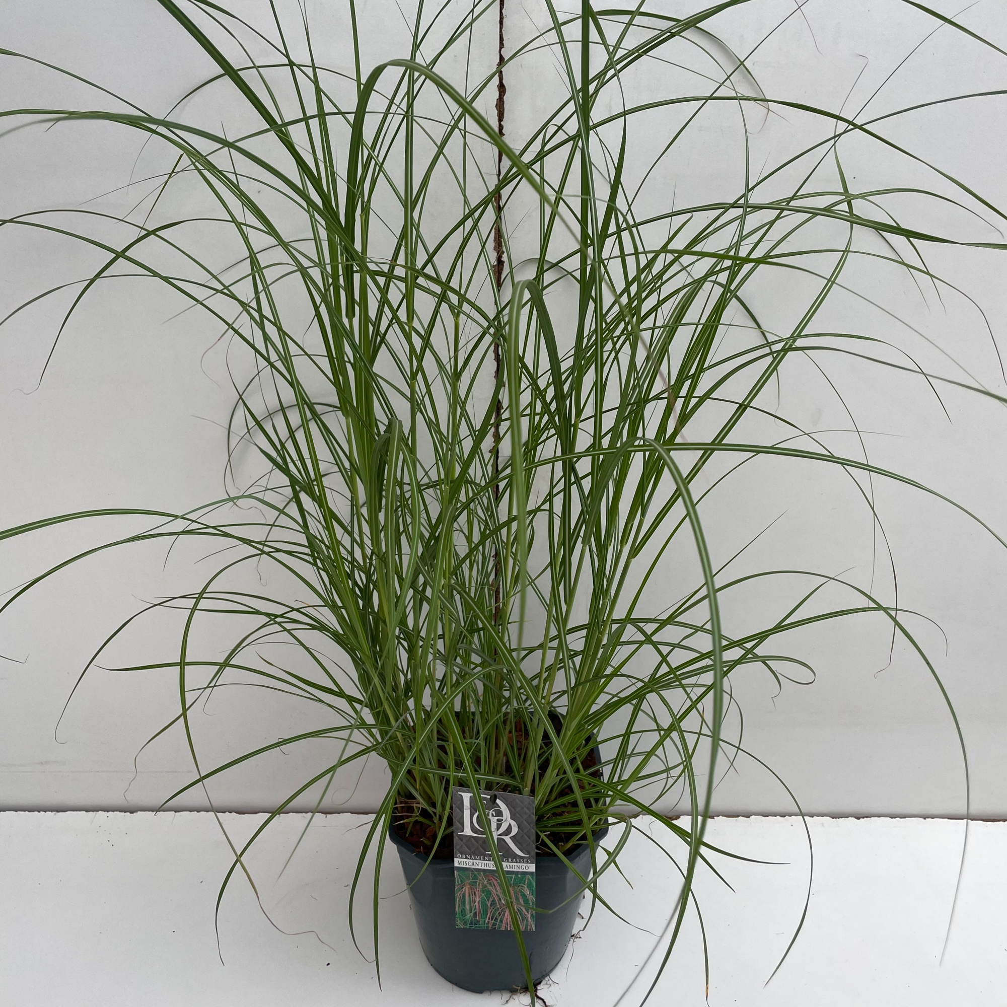 Miscanthus 'Flamingo', D 23 cm