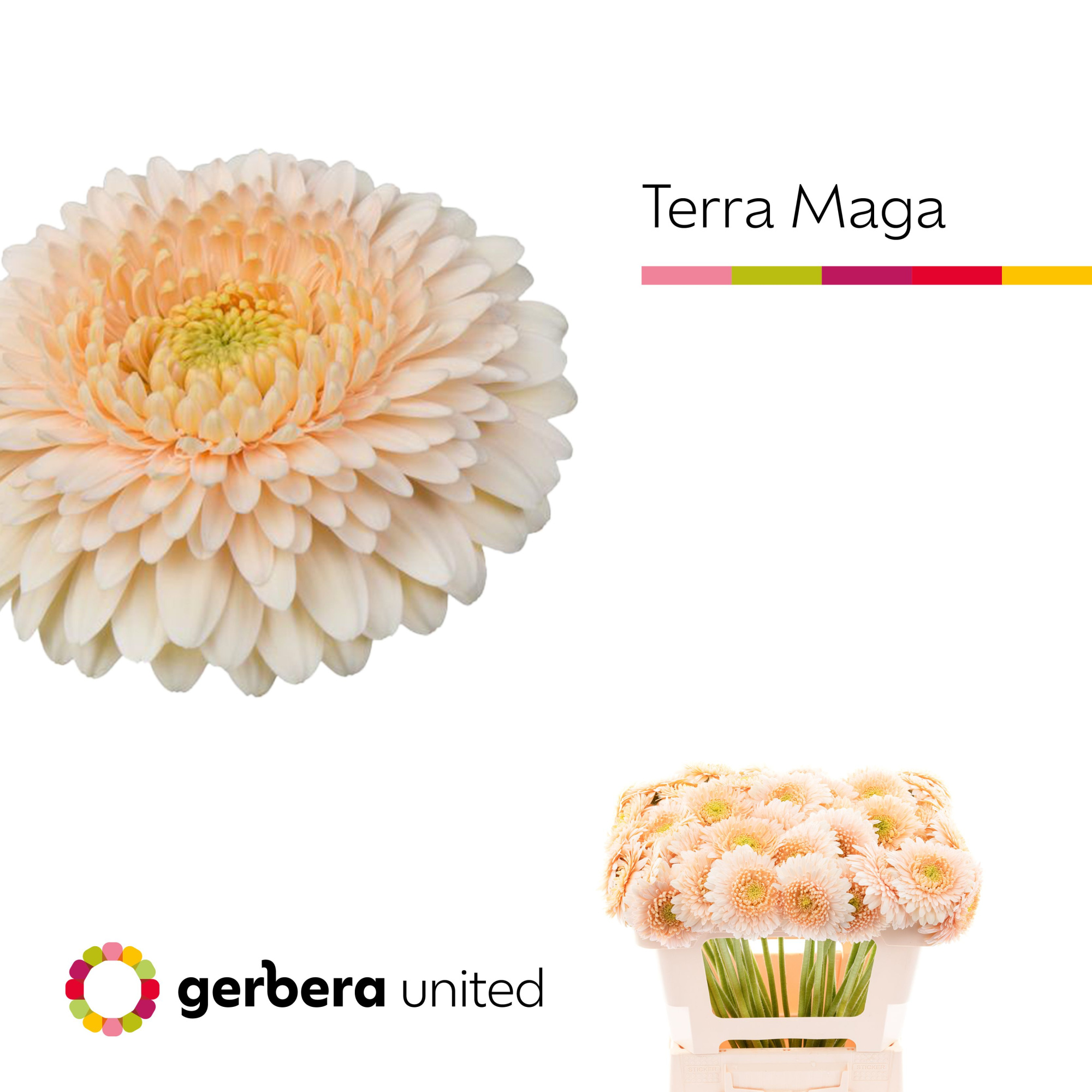 Гермини Помпон Терра Мага, шт.