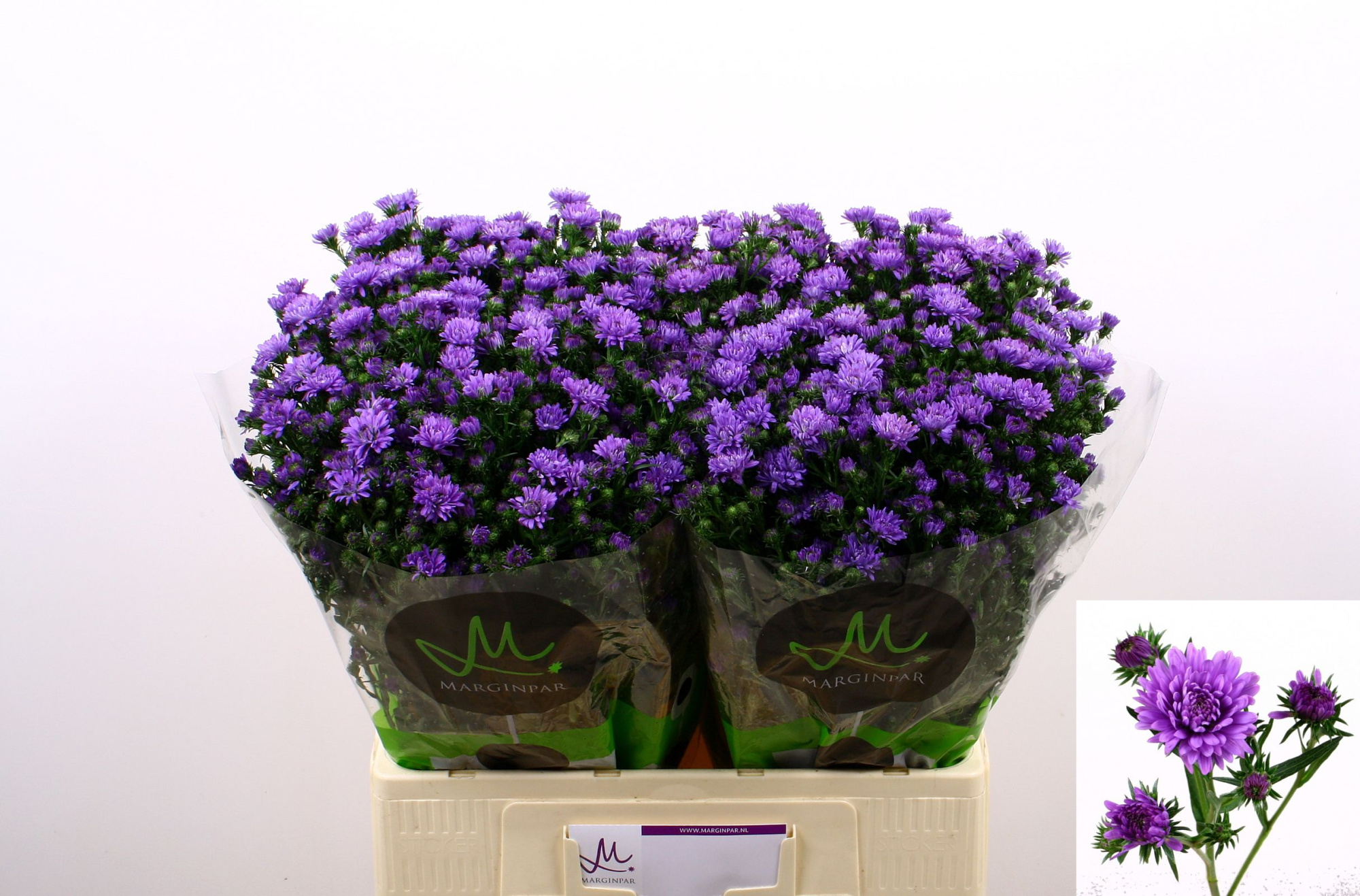 Астер Асти Дарк Милка 60, шт.