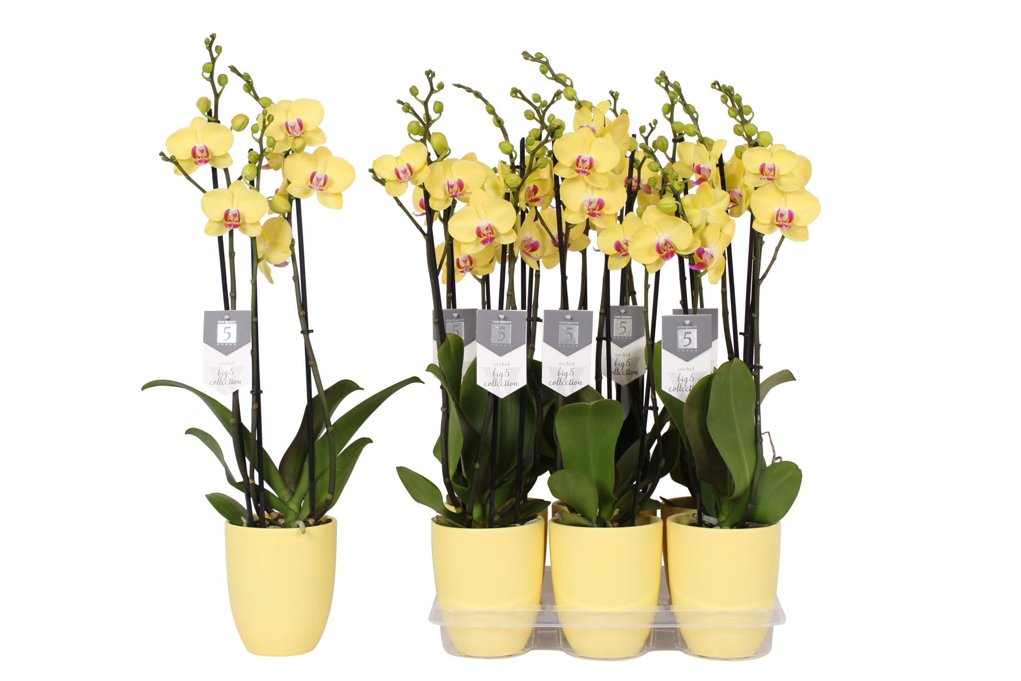 Phalaenopsis Limelight, 3-spike 22+ Yellow Ceramics, D 12