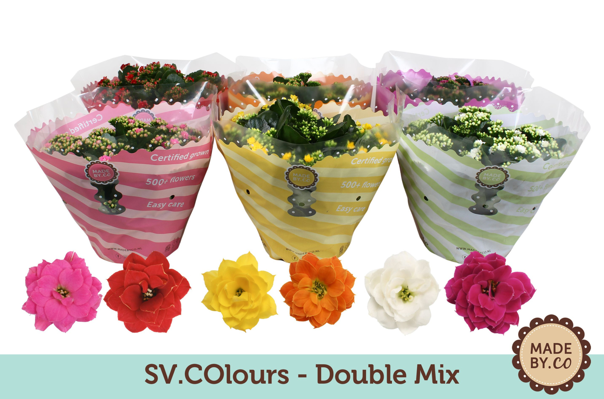 Kalanchoë Double Mix in SV.COloursleeve, D 23 cm