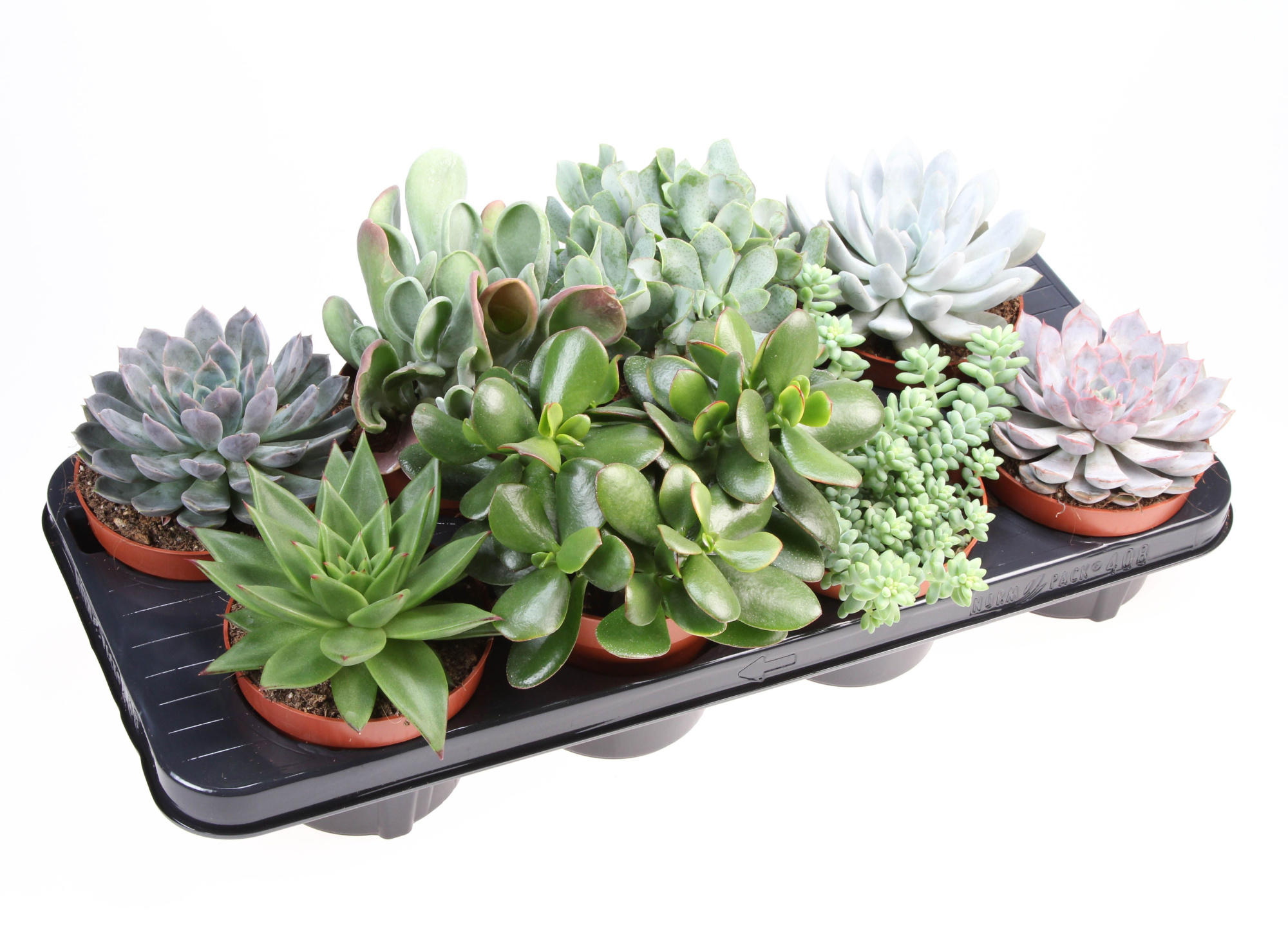 Succulenten mix, D 12