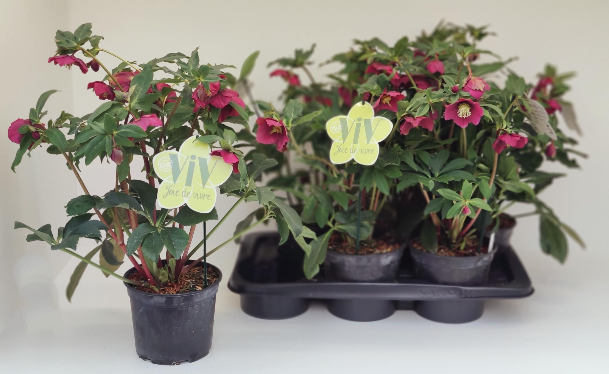 Helleborus orientalis 'ViV Valentina', D 17 cm